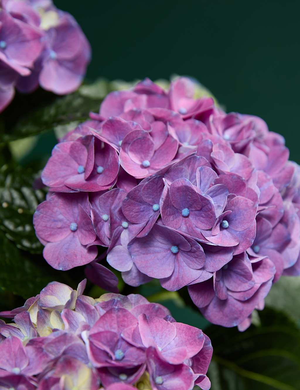 Mum's Hydrangea with Sky Blue Ceramic Pot 2 of 4