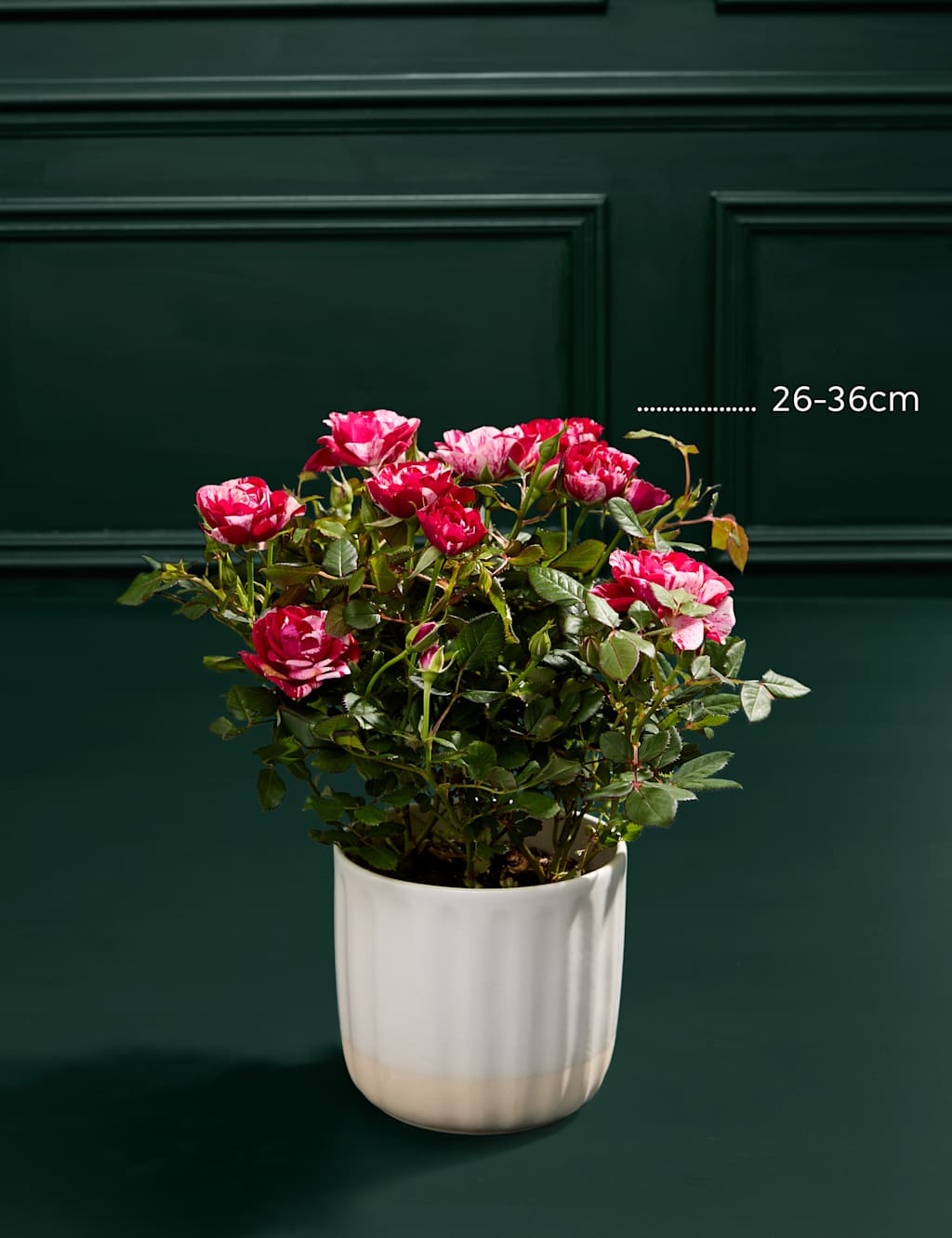 Gigi Rose in Ceramic Pot with Prosecco 3 of 7