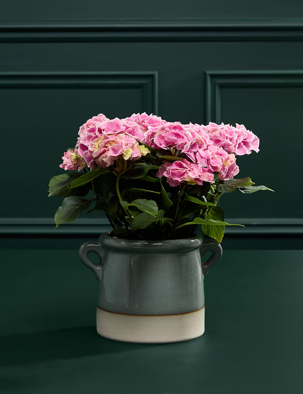 Mum's Hydrangea with Sage Green Ceramic Pot 3 of 4