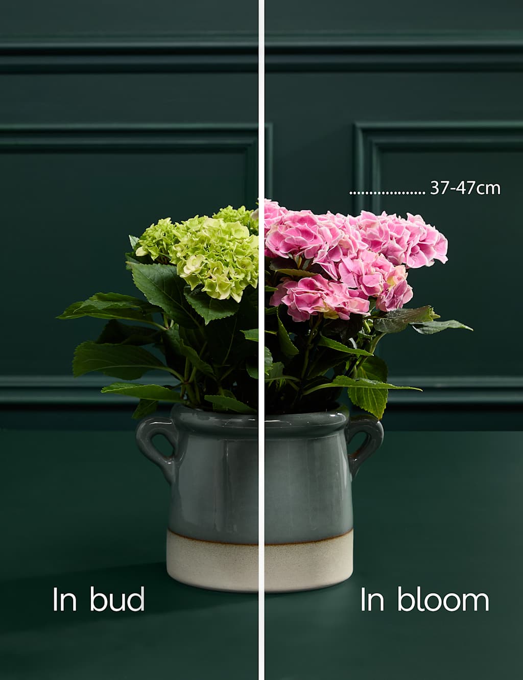 Mum's Hydrangea with Sage Green Ceramic Pot 4 of 4