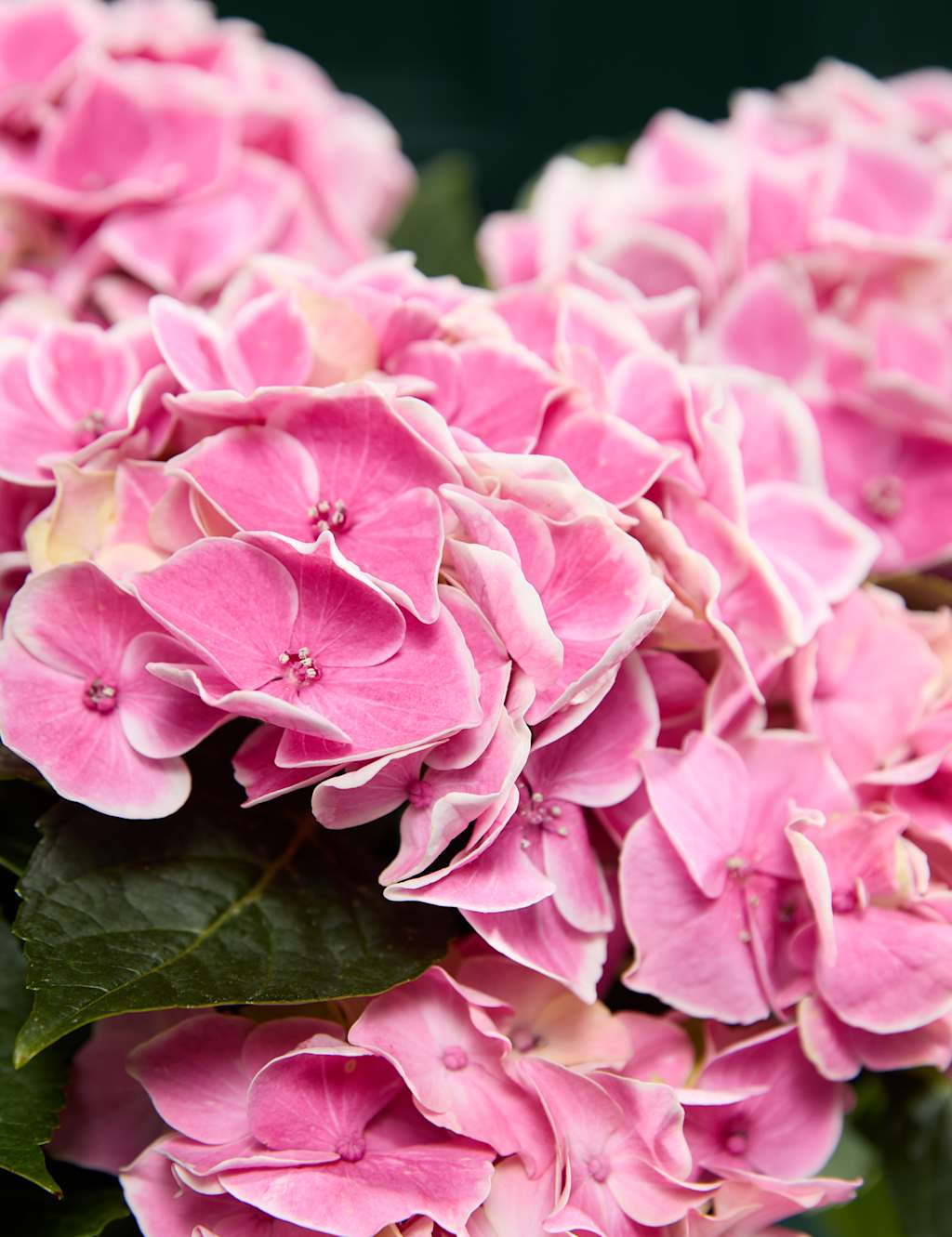 Mum's Hydrangea with Sage Green Ceramic Pot 2 of 4
