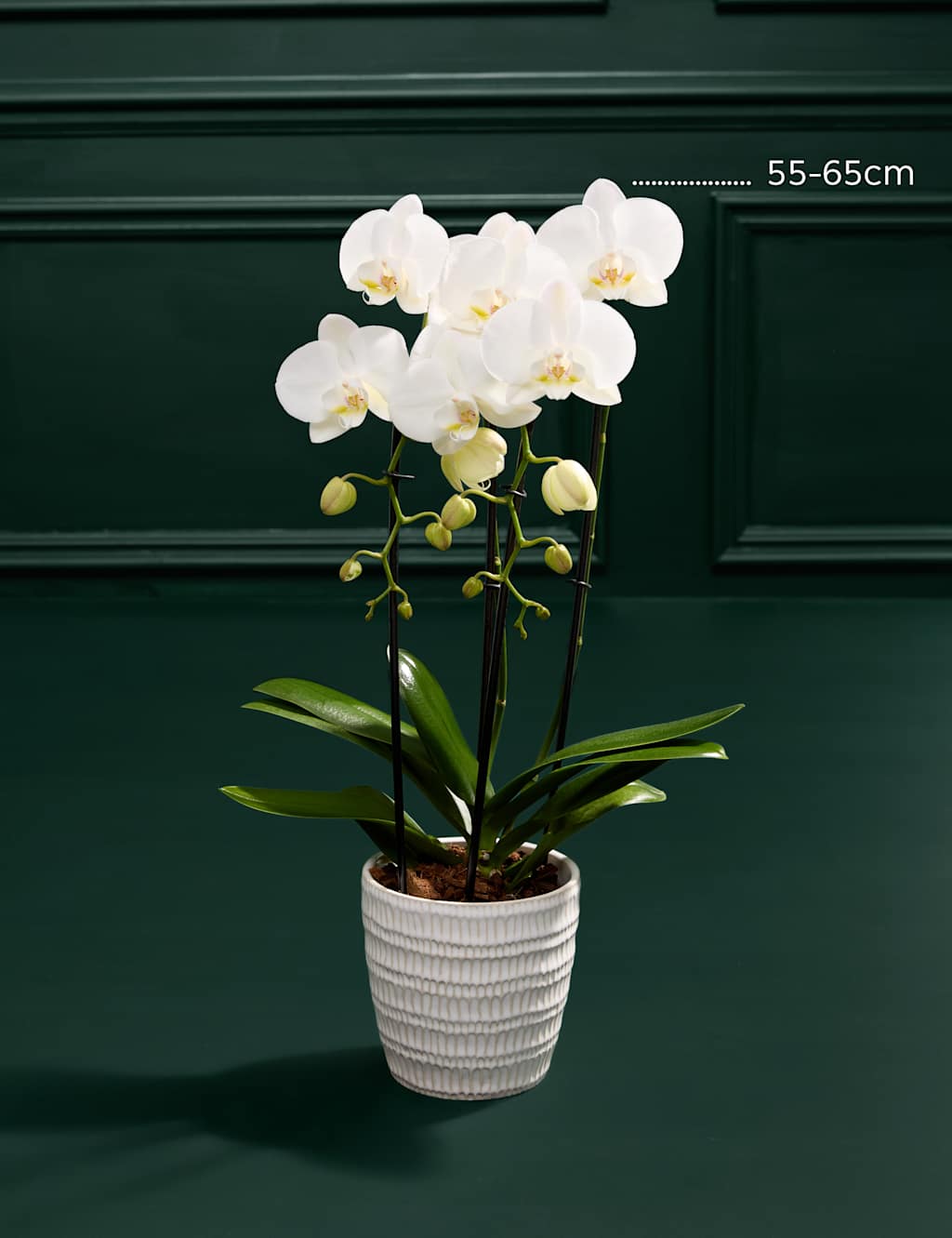 Cascaded Orchid with Champagne & Scented Candle 3 of 5
