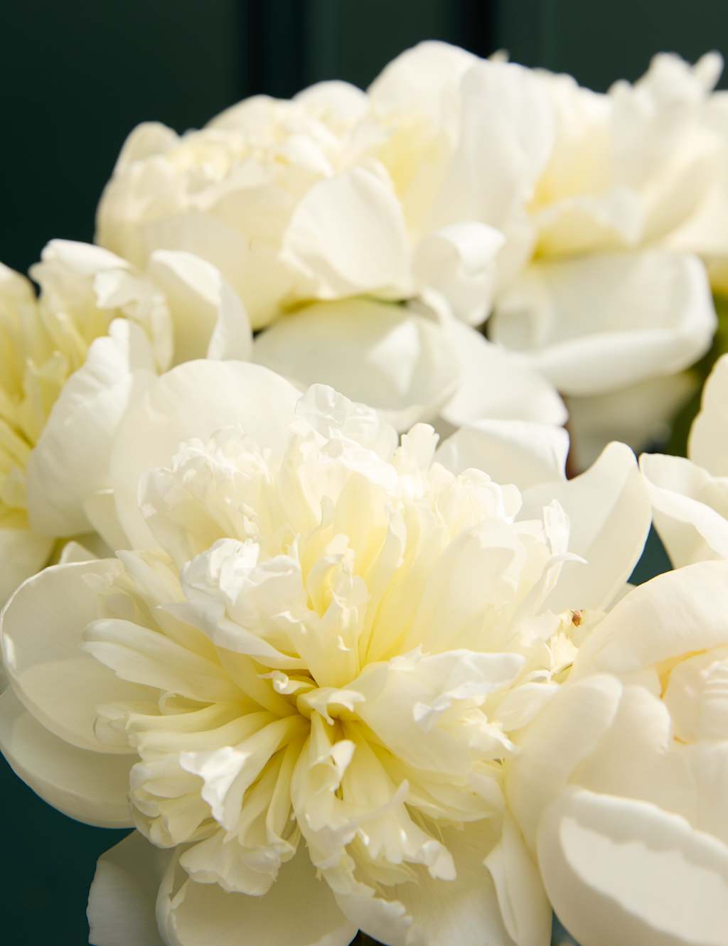 An Abundance of Seasonal White Peonies 3 of 6