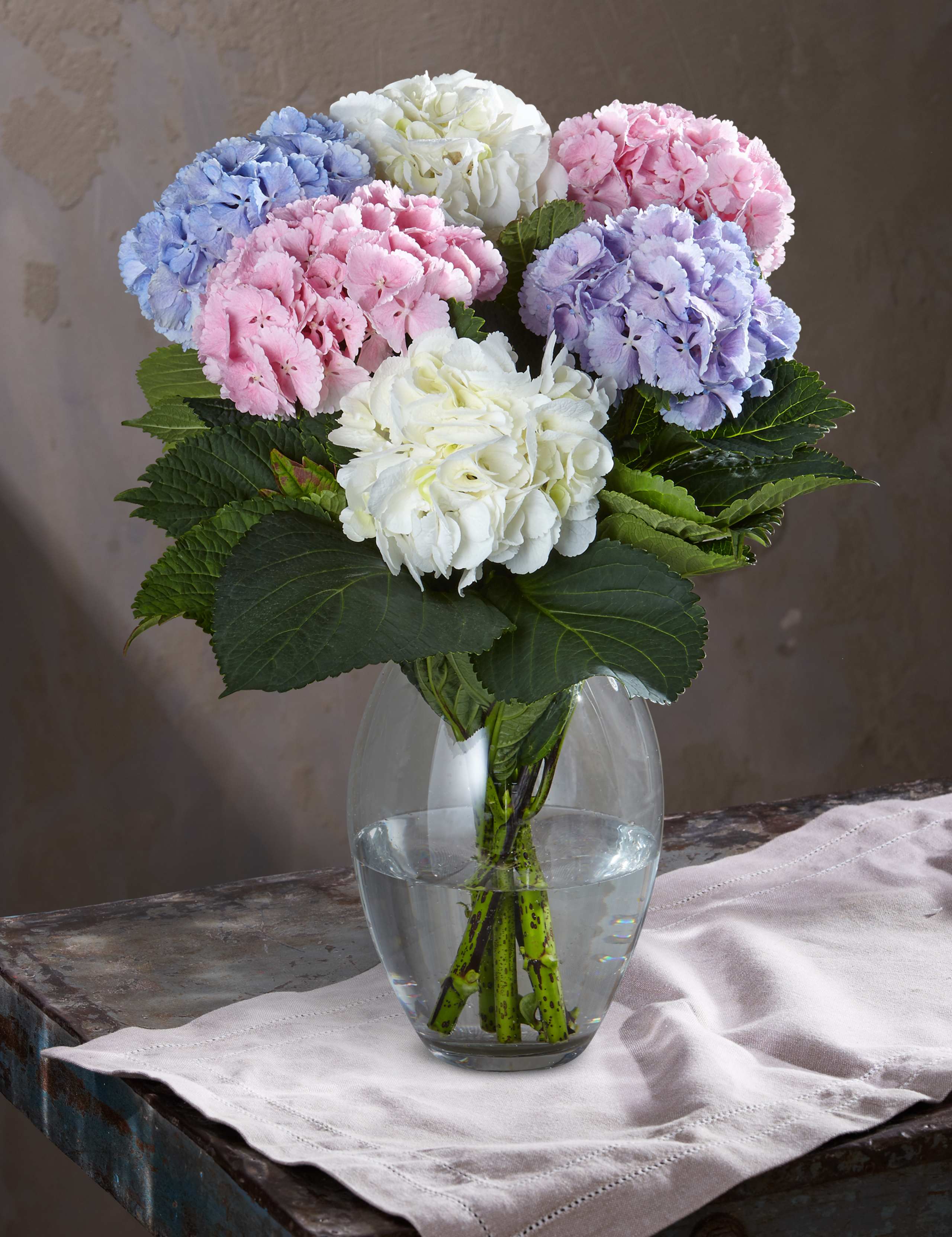 Autograph™ Hydrangea 1 of 4