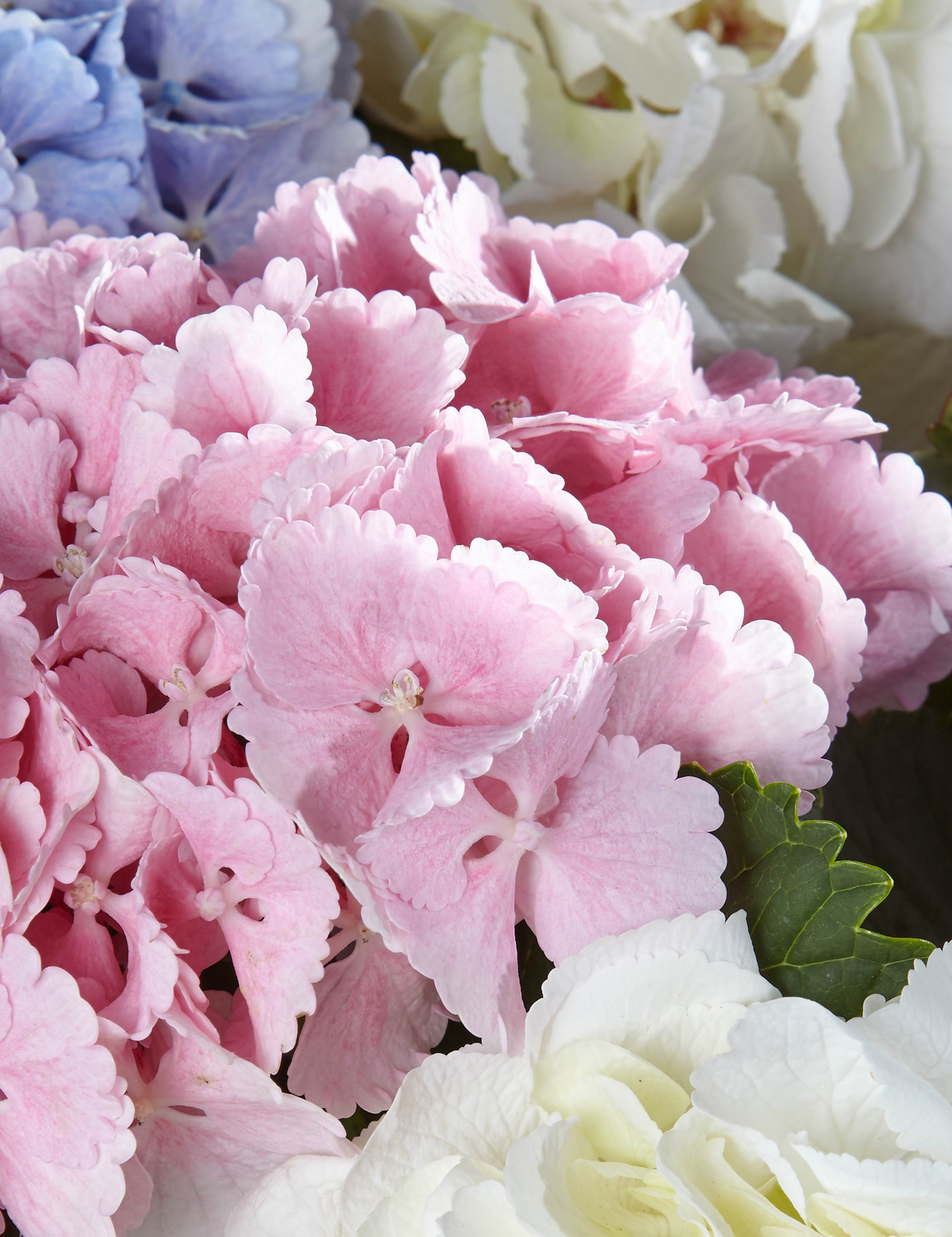 Autograph™ Hydrangea 3 of 4