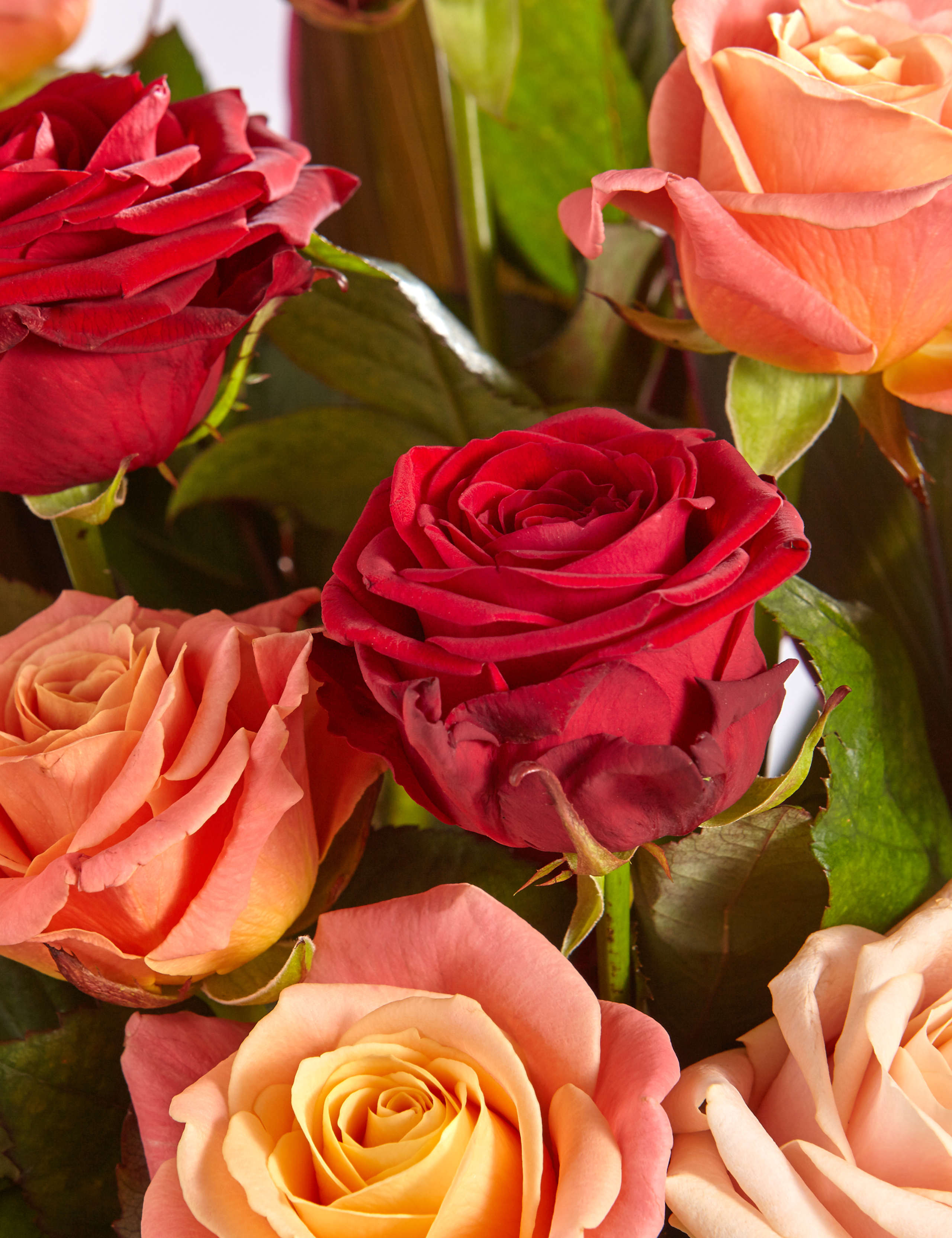 Premium Dozen Roses 4 of 4