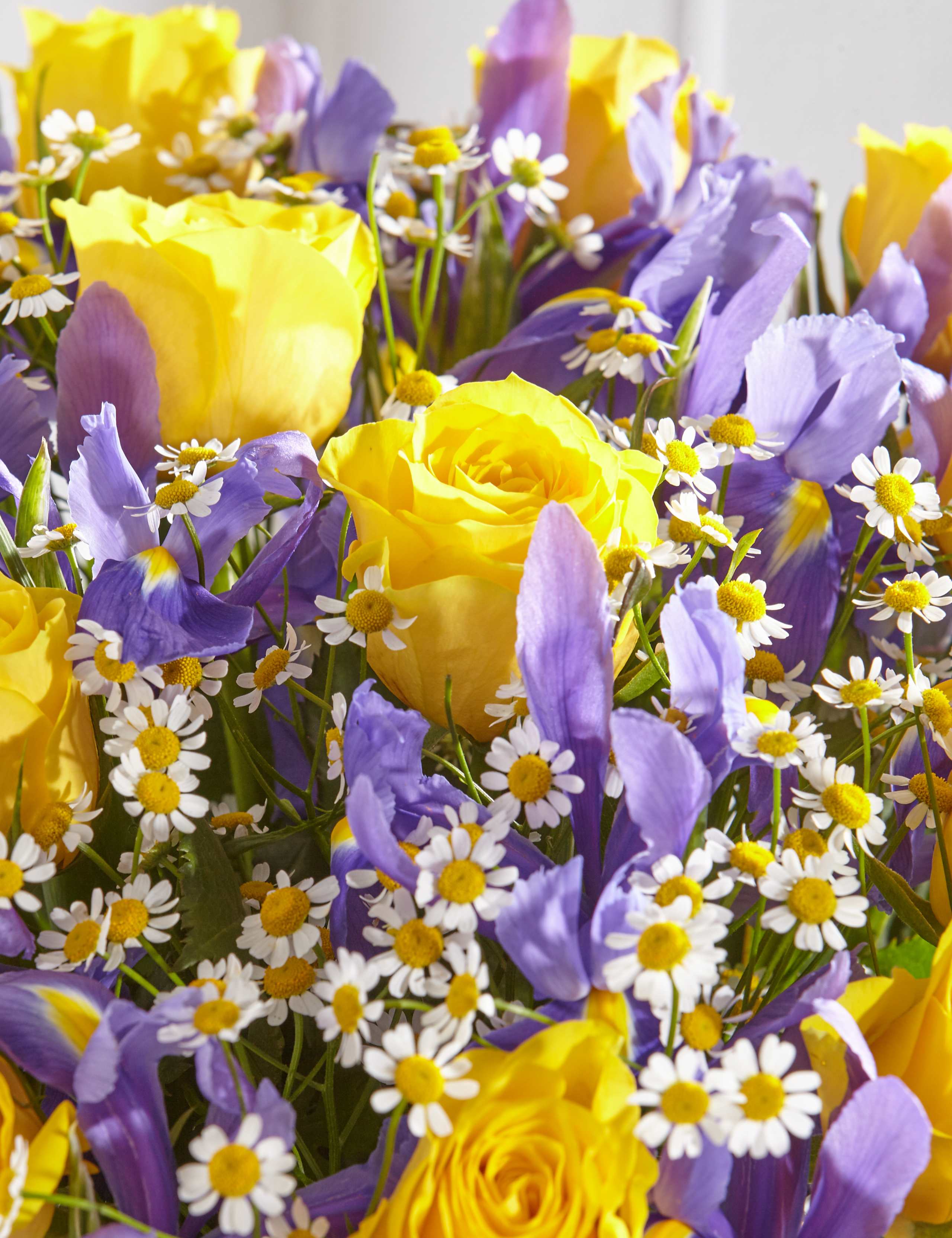 Rose & Iris 5 of 5