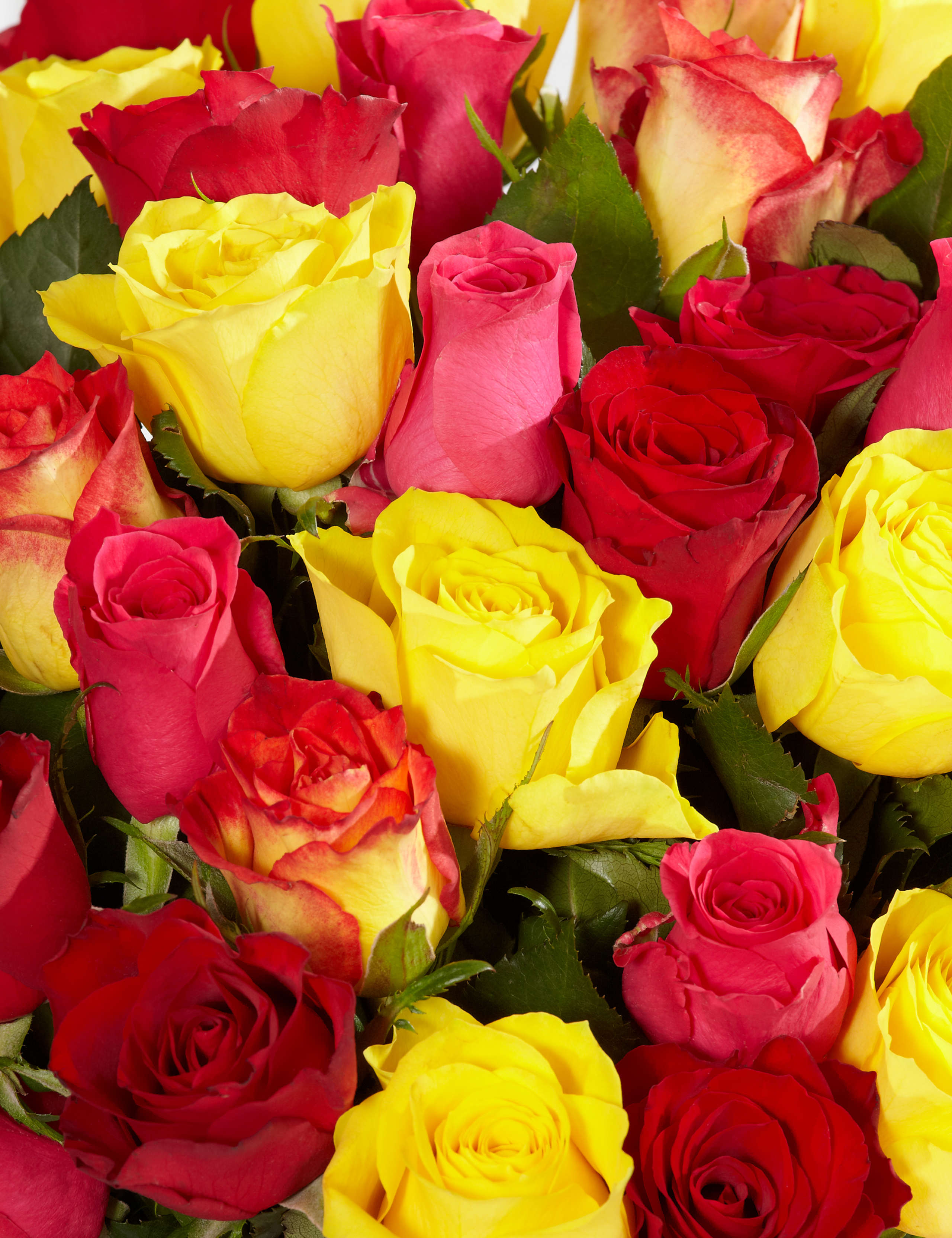 Classic Roses - Yellow & White 4 of 4