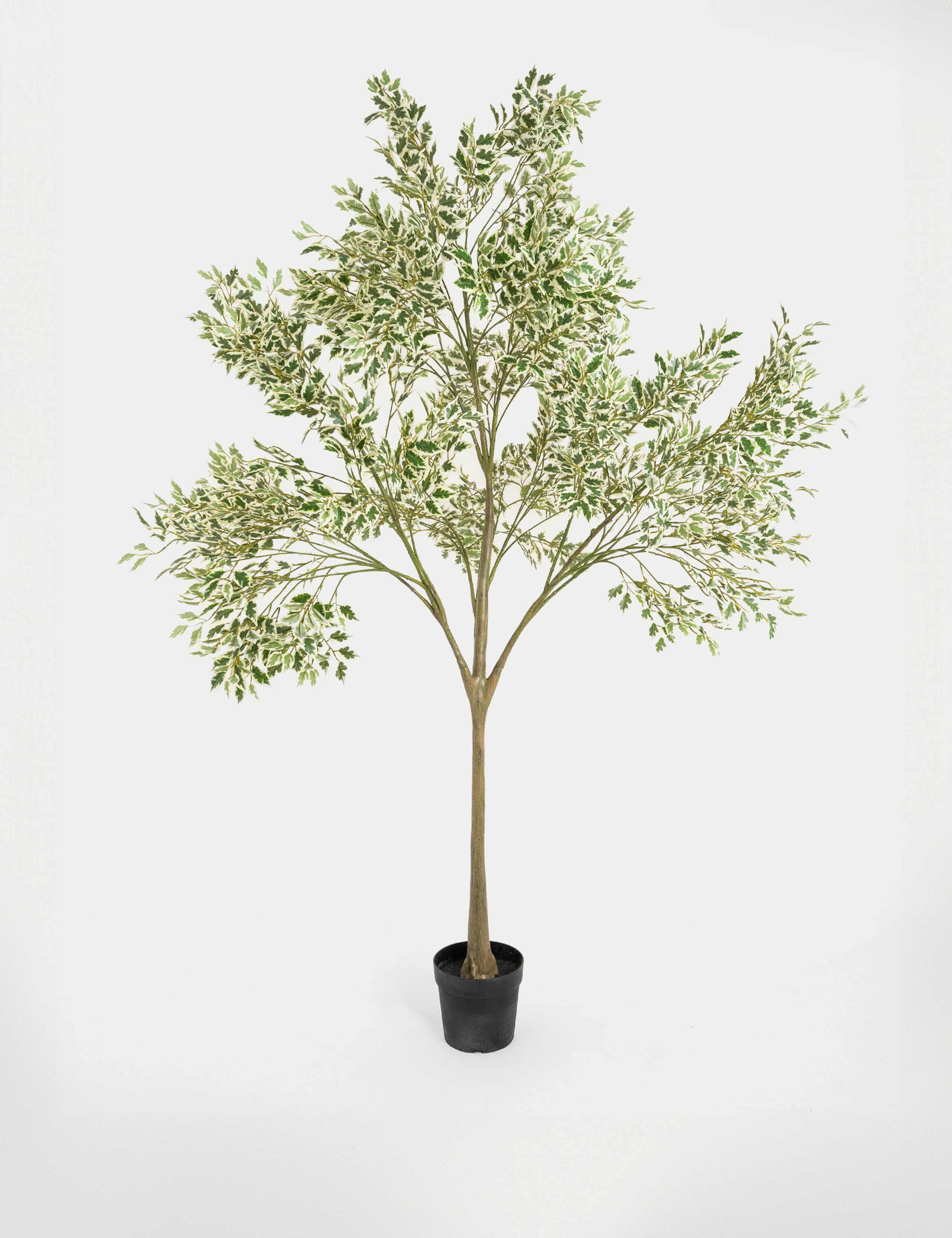 Ficus Benjamina Anastasia: Pianta D'appartamento Con Foglie Marmorizzate, Vaso 17cm, Altezza 60-70cm