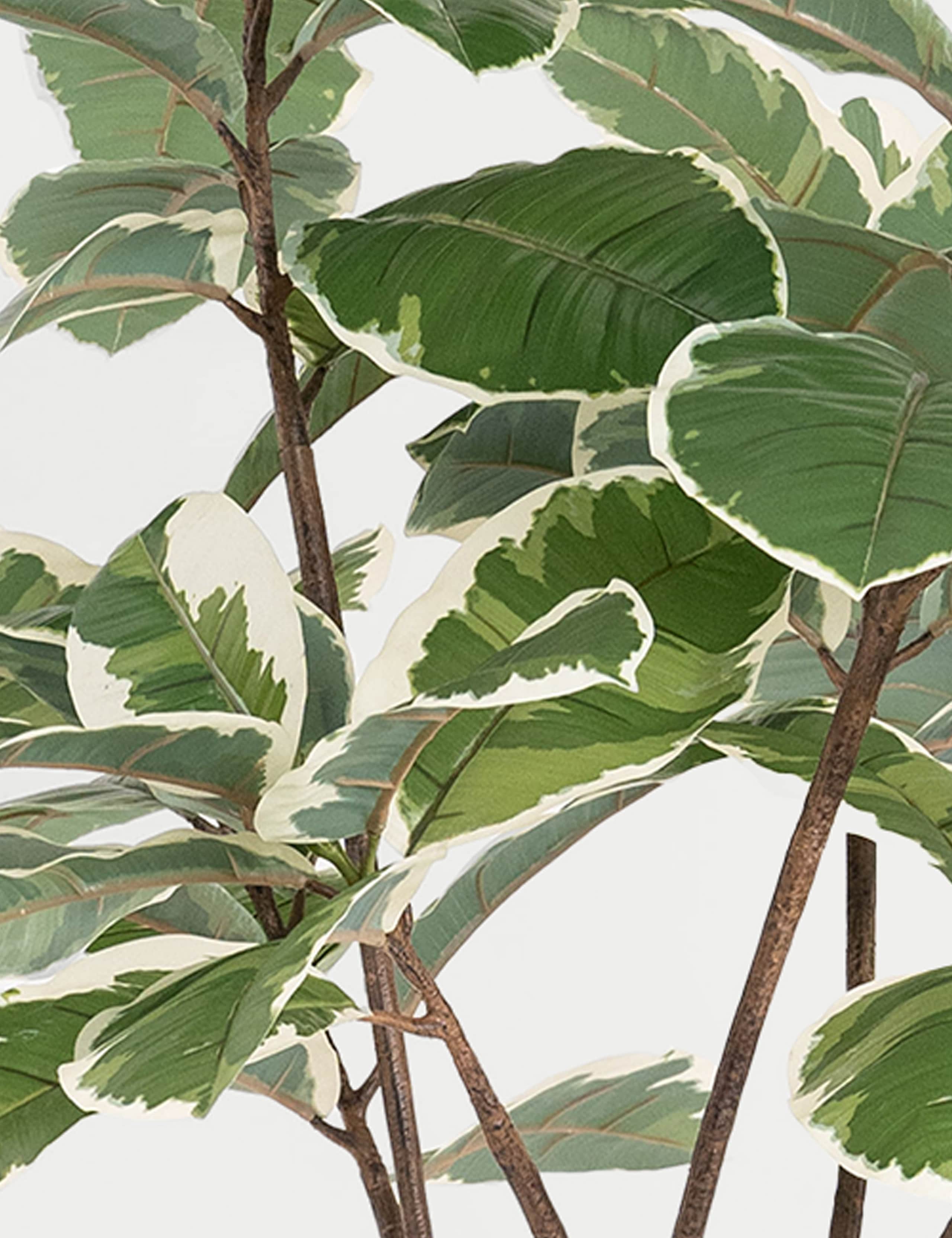 5.5ft Artificial Ficus Elastica Rubber Tree in Pot 2 of 4