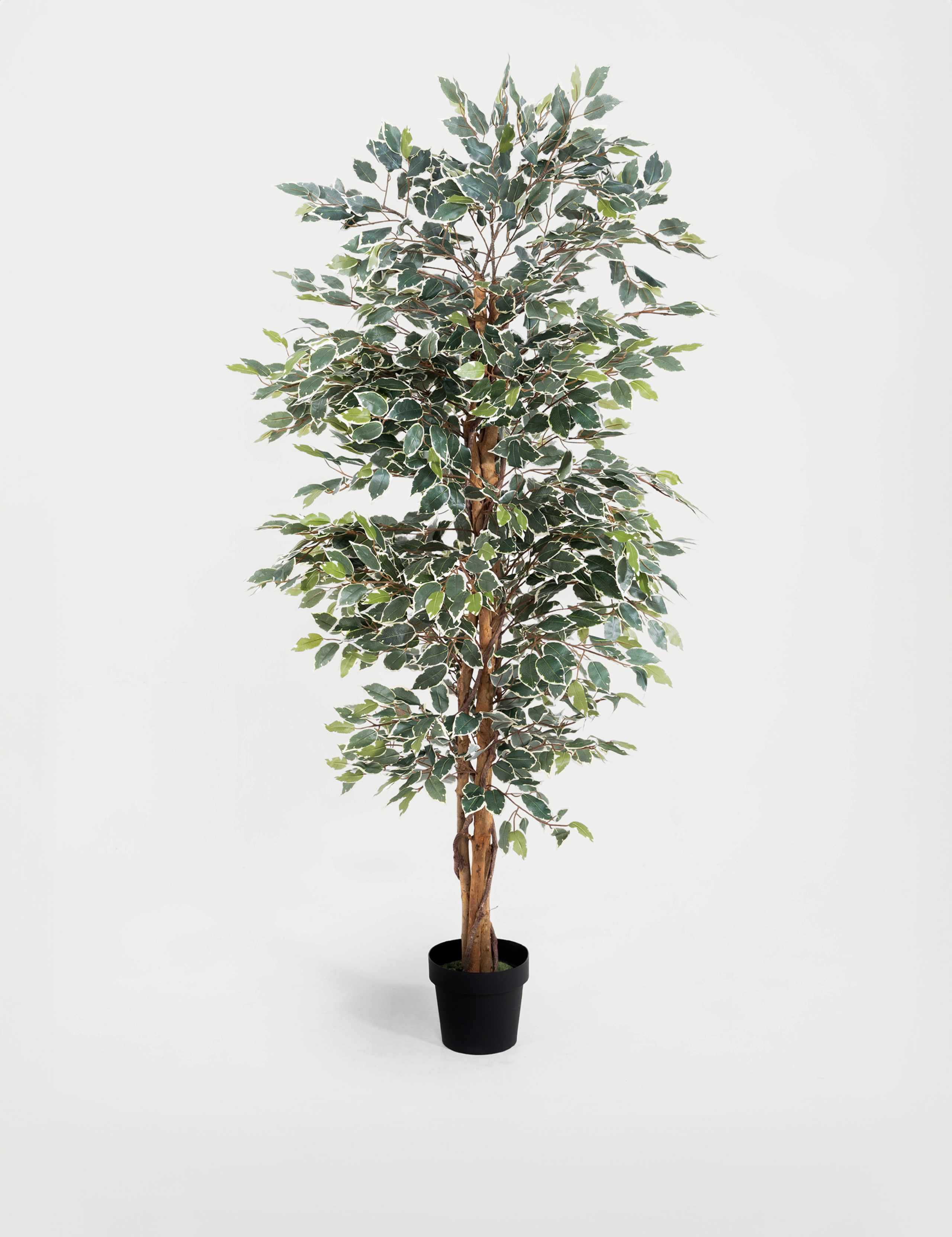 5ft Artificial Ficus Tree 1 of 3