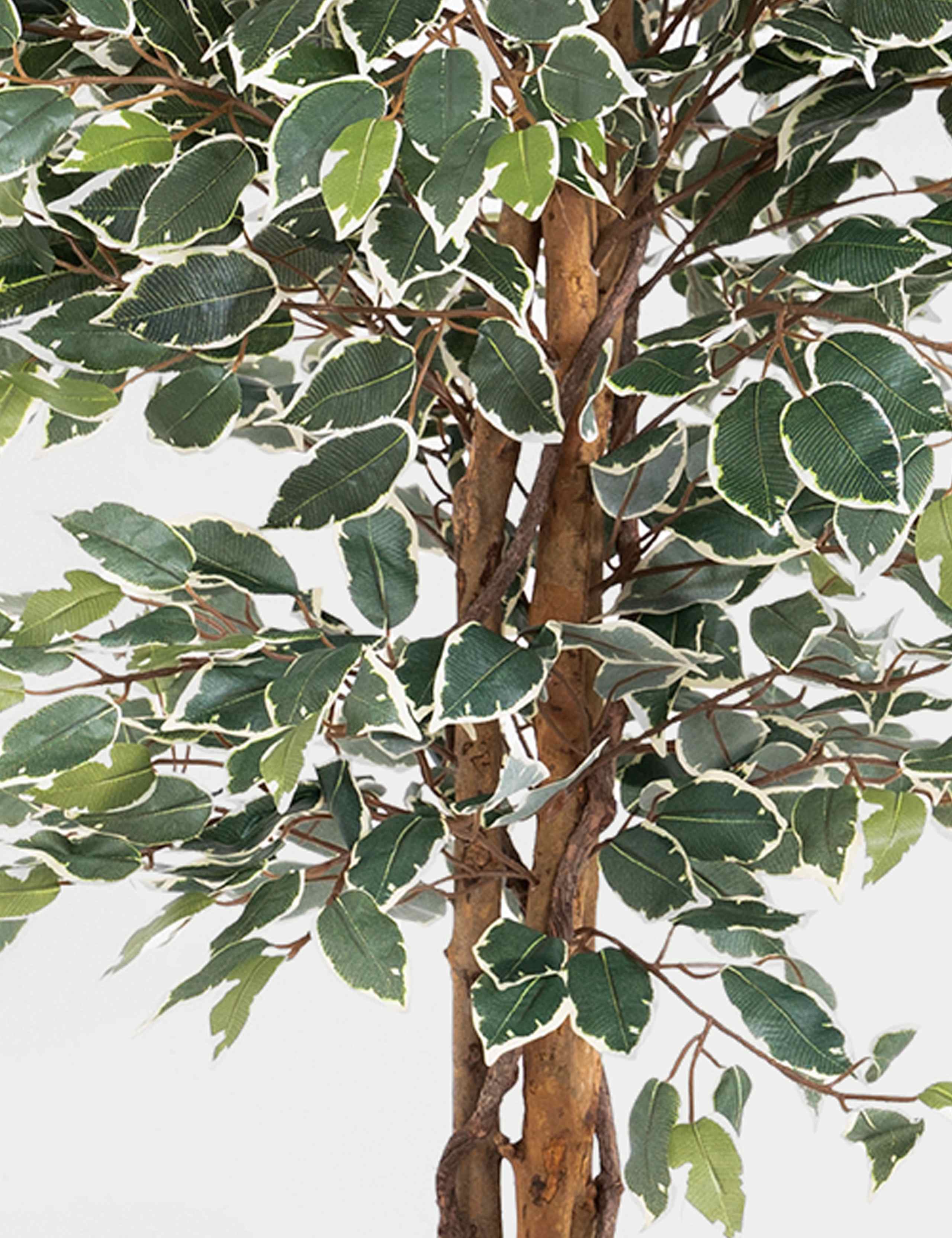 5ft Artificial Ficus Tree 3 of 3