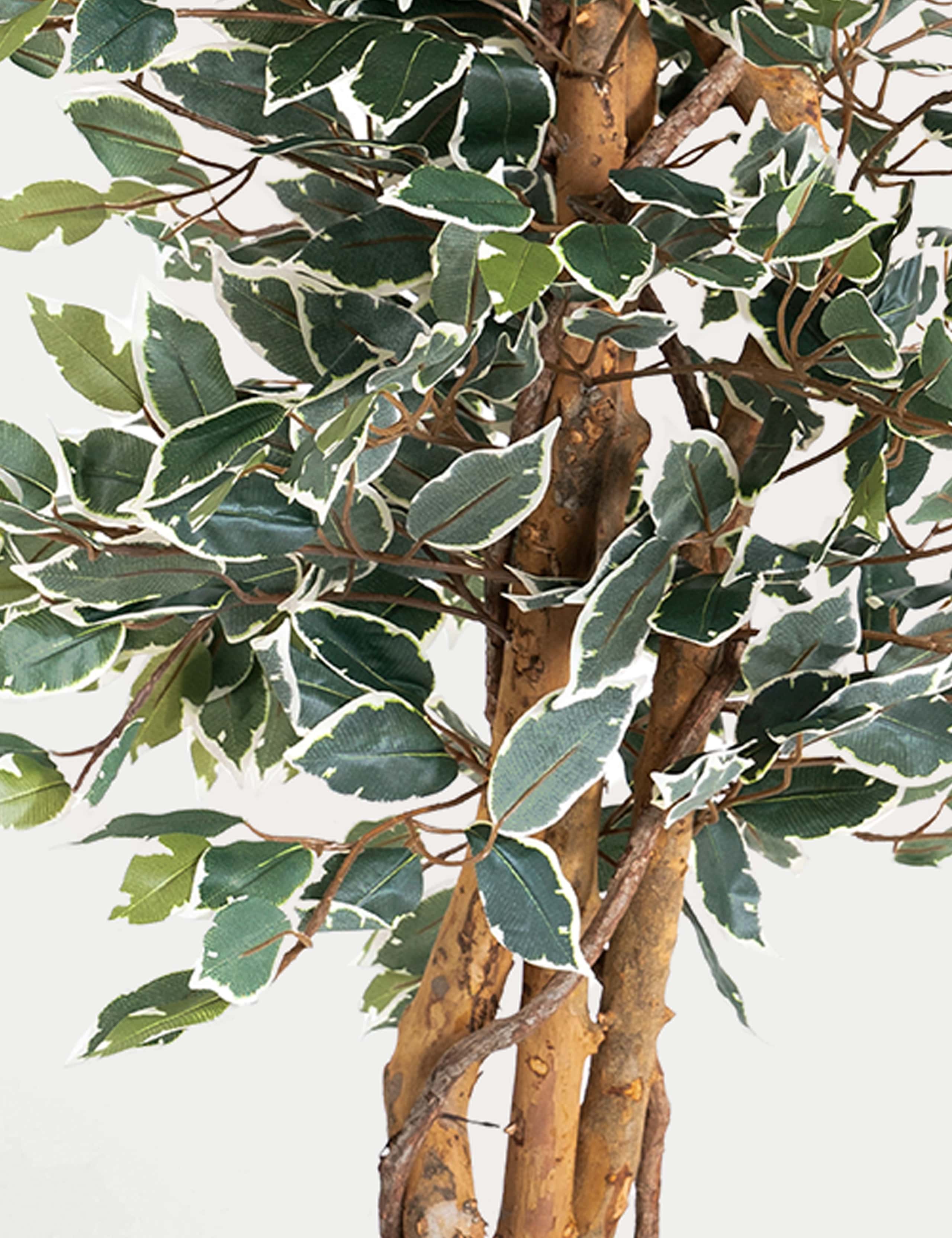 6ft Artificial Ficus Tree in Pot 2 of 3