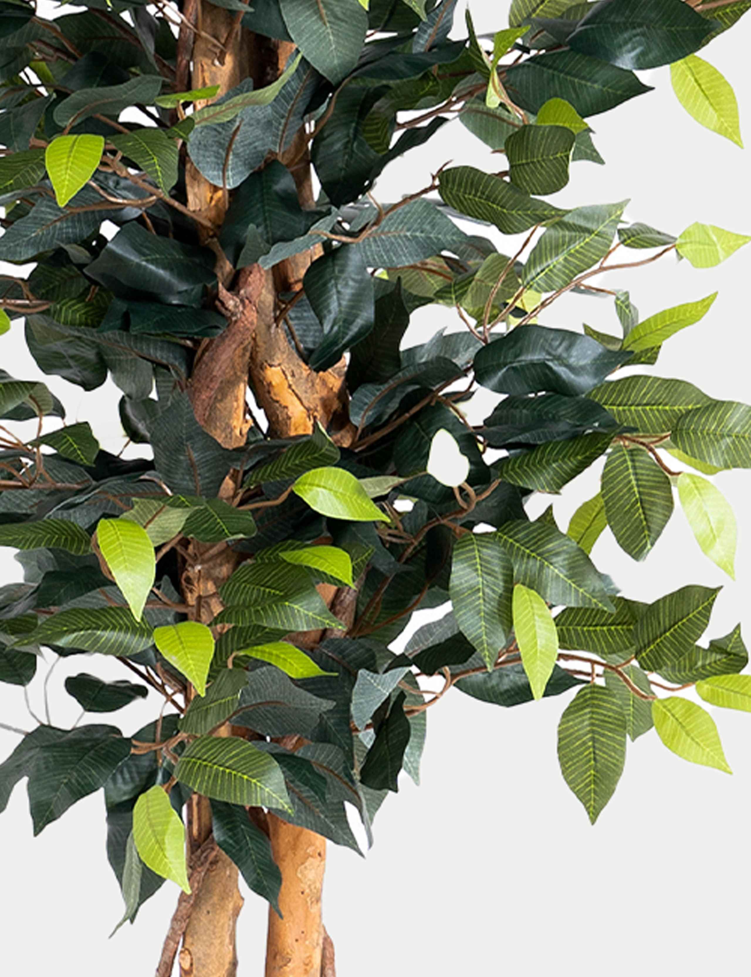 6ft Artificial Ficus Tree in Pot 2 of 2