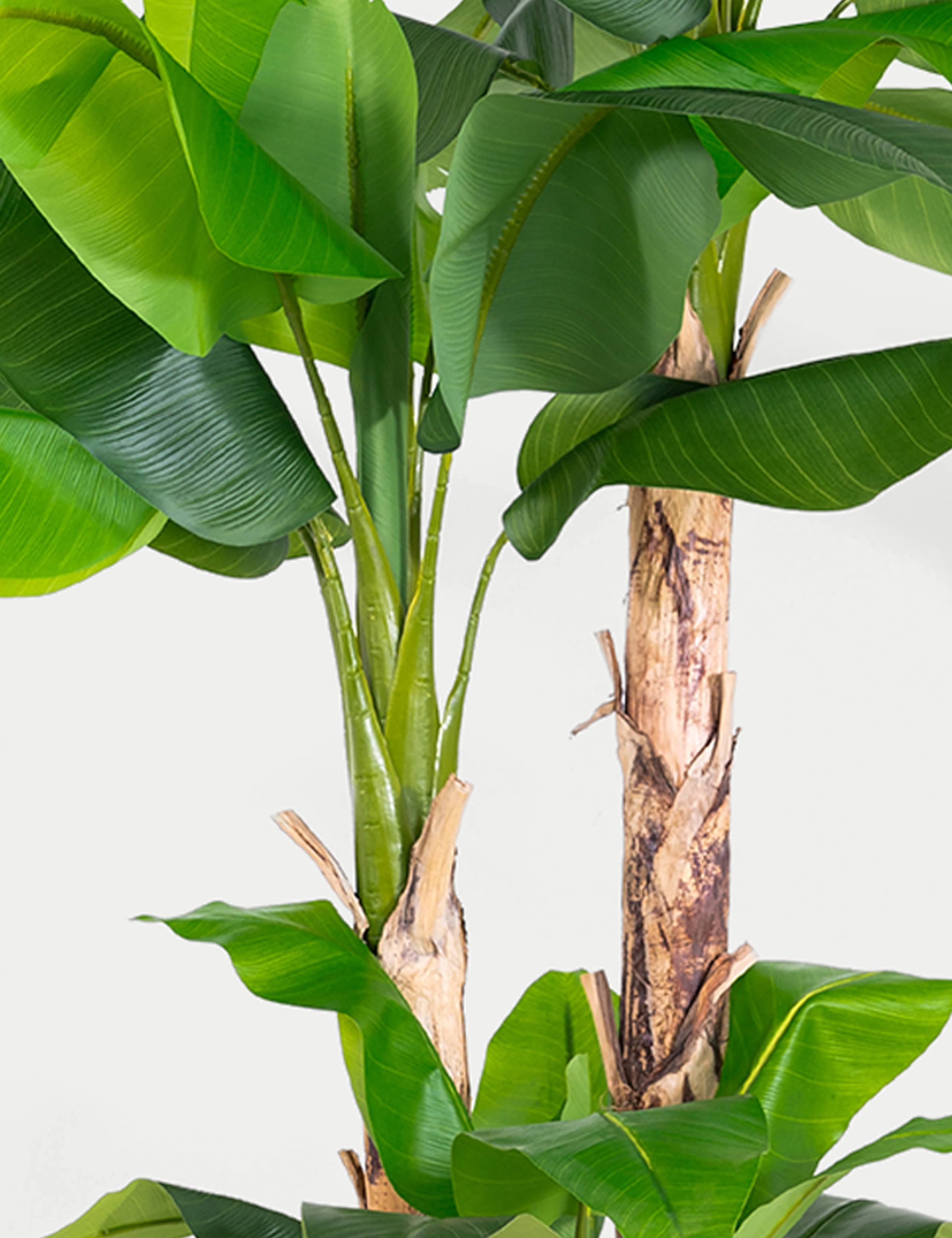 8ft Artificial Musa Basjoo Tree in Pot 2 of 2