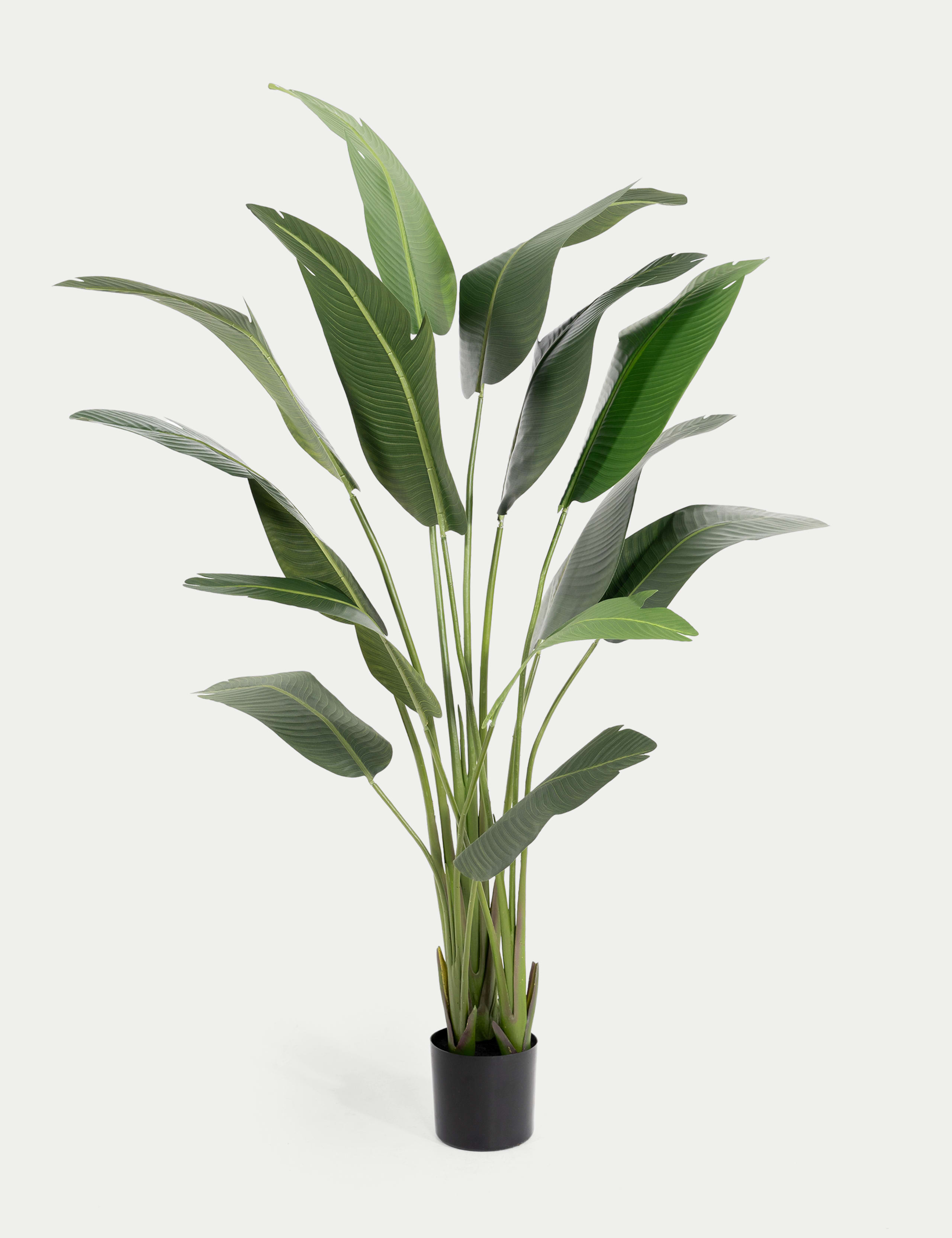 Artificial 7ft Strelitzia House Plant in Pot 1 of 5