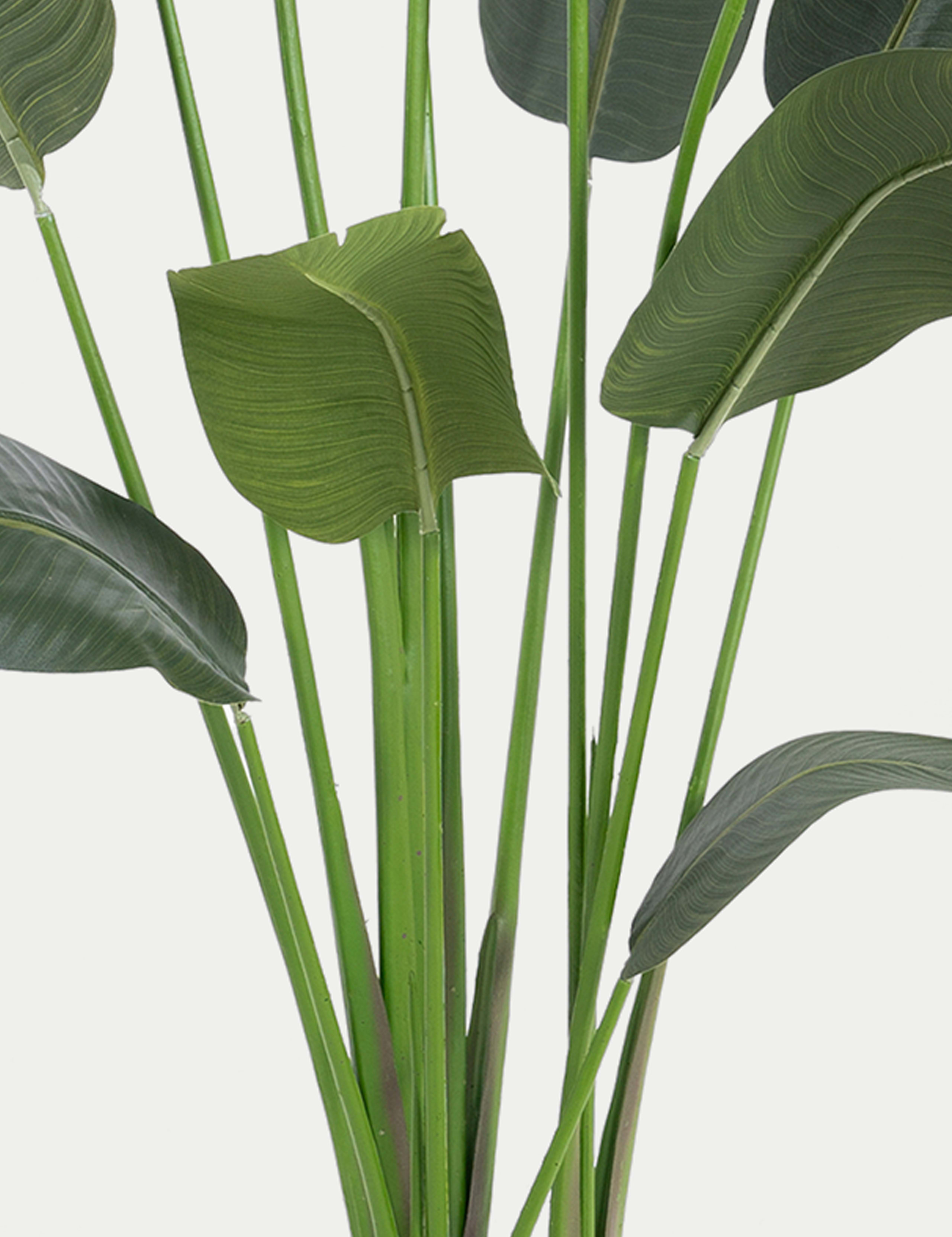 Artificial 7ft Strelitzia House Plant in Pot 3 of 5