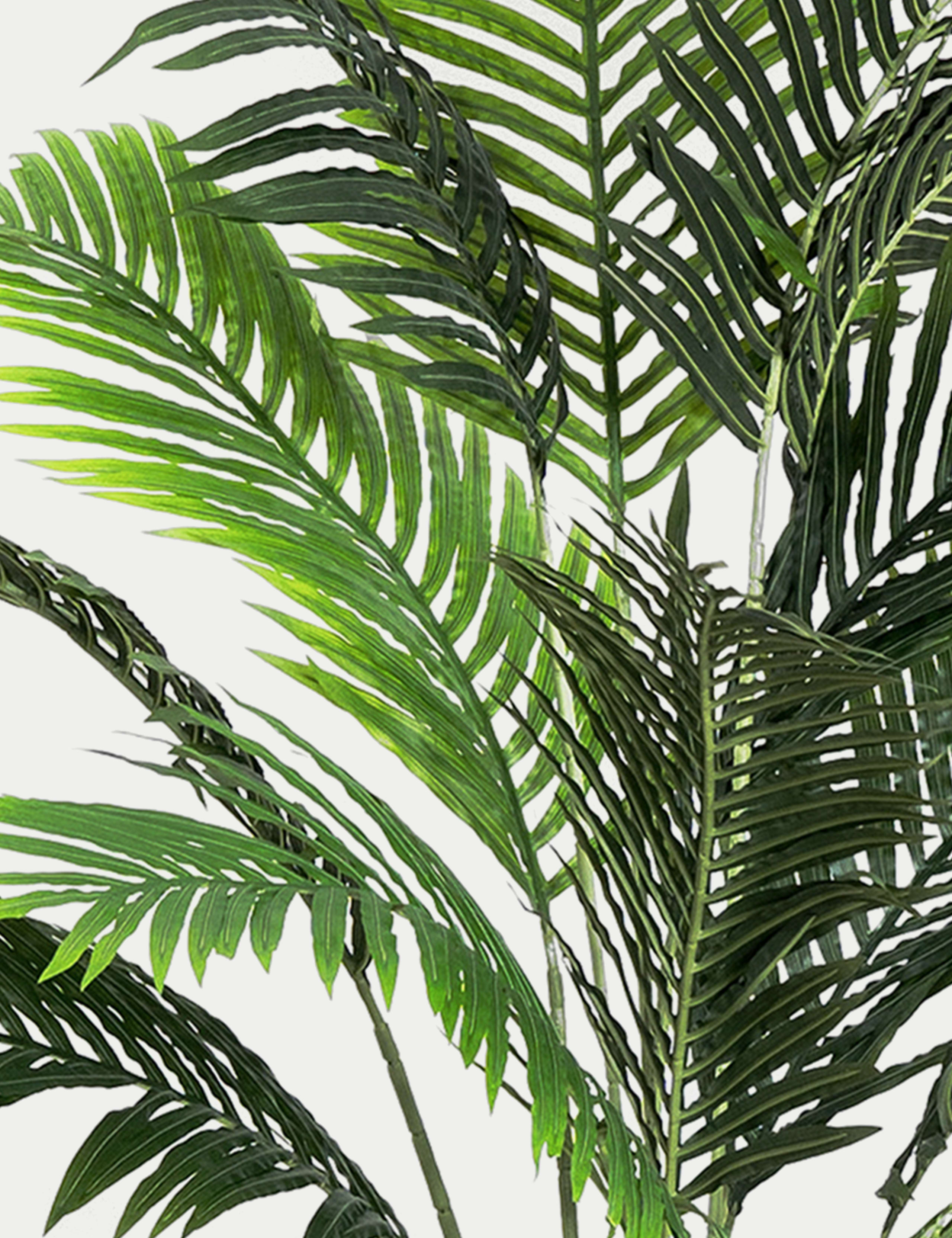 6.5ft Artificial Indoor Paradise Palm 3 of 3