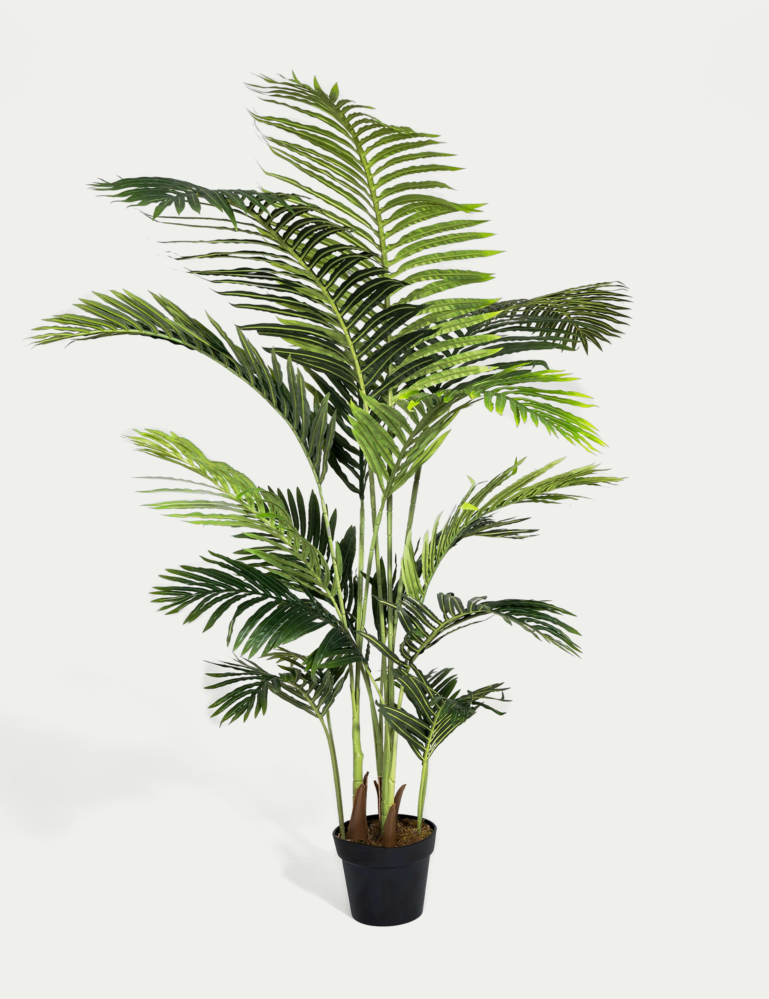 6ft Artificial Indoor Paradise Palm 1 of 3