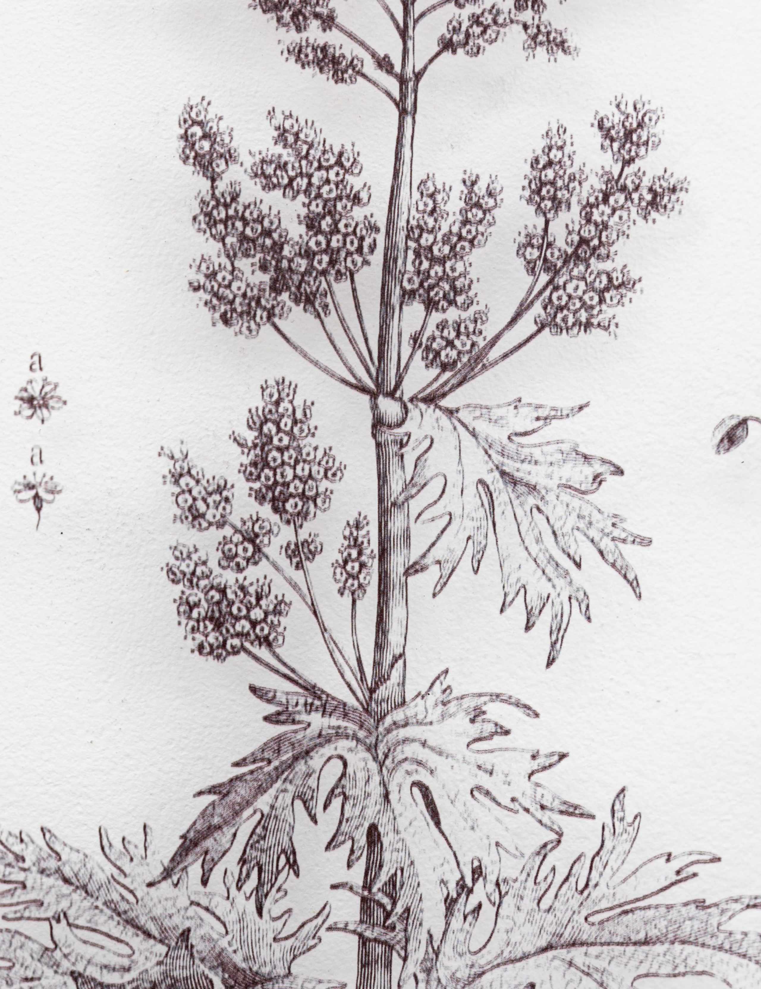 Set of 2 Petiole Framed Art 7 of 8