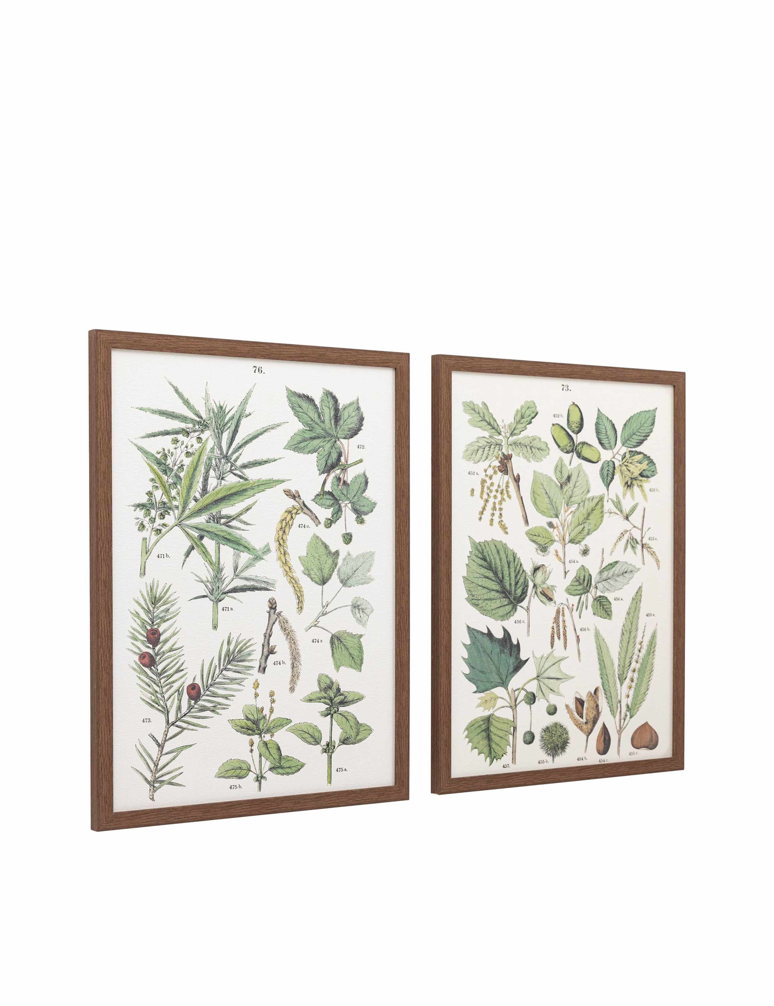 Set of 2 Foliage Study Framed Art 4 of 8