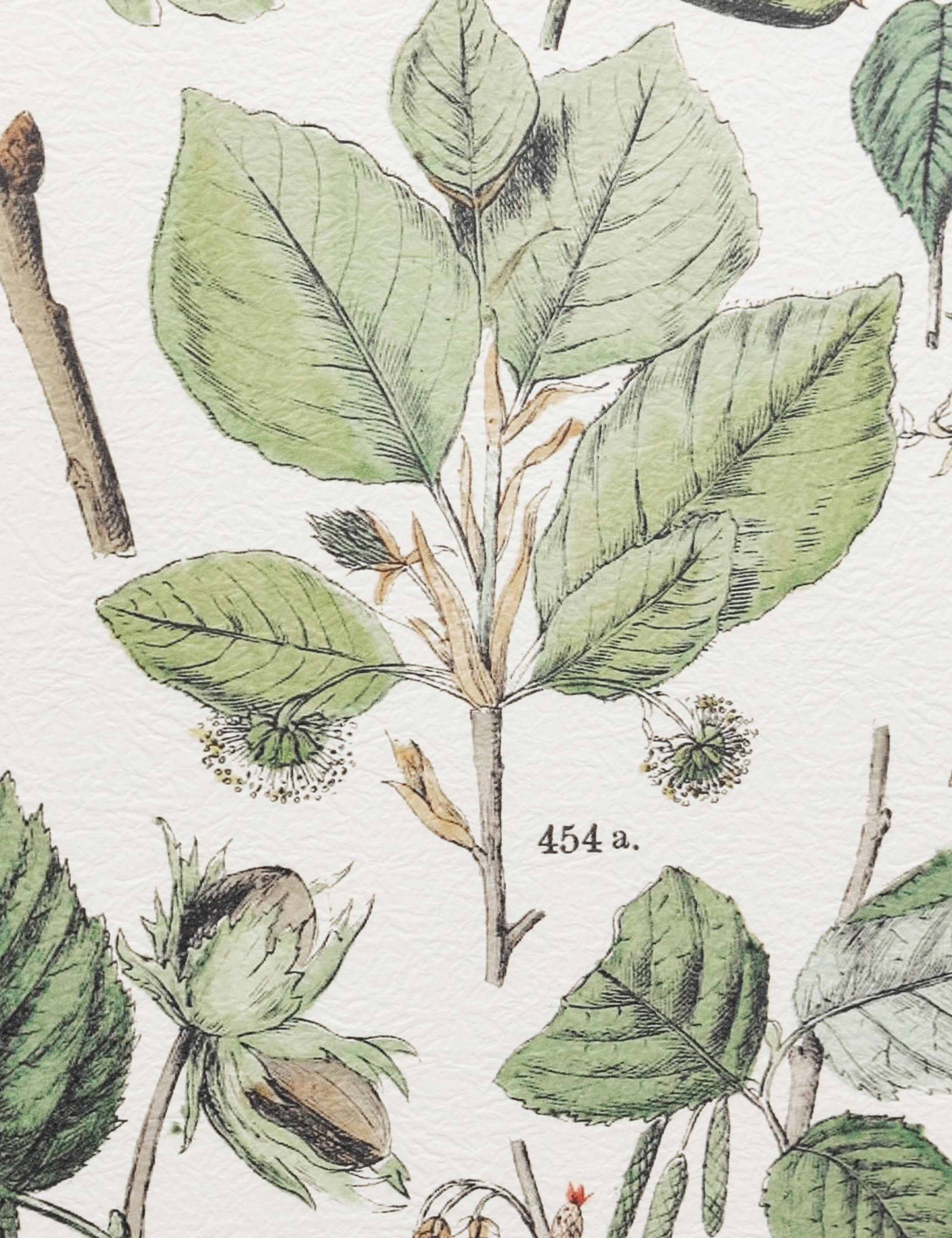 Set of 2 Foliage Study Framed Art 8 of 8