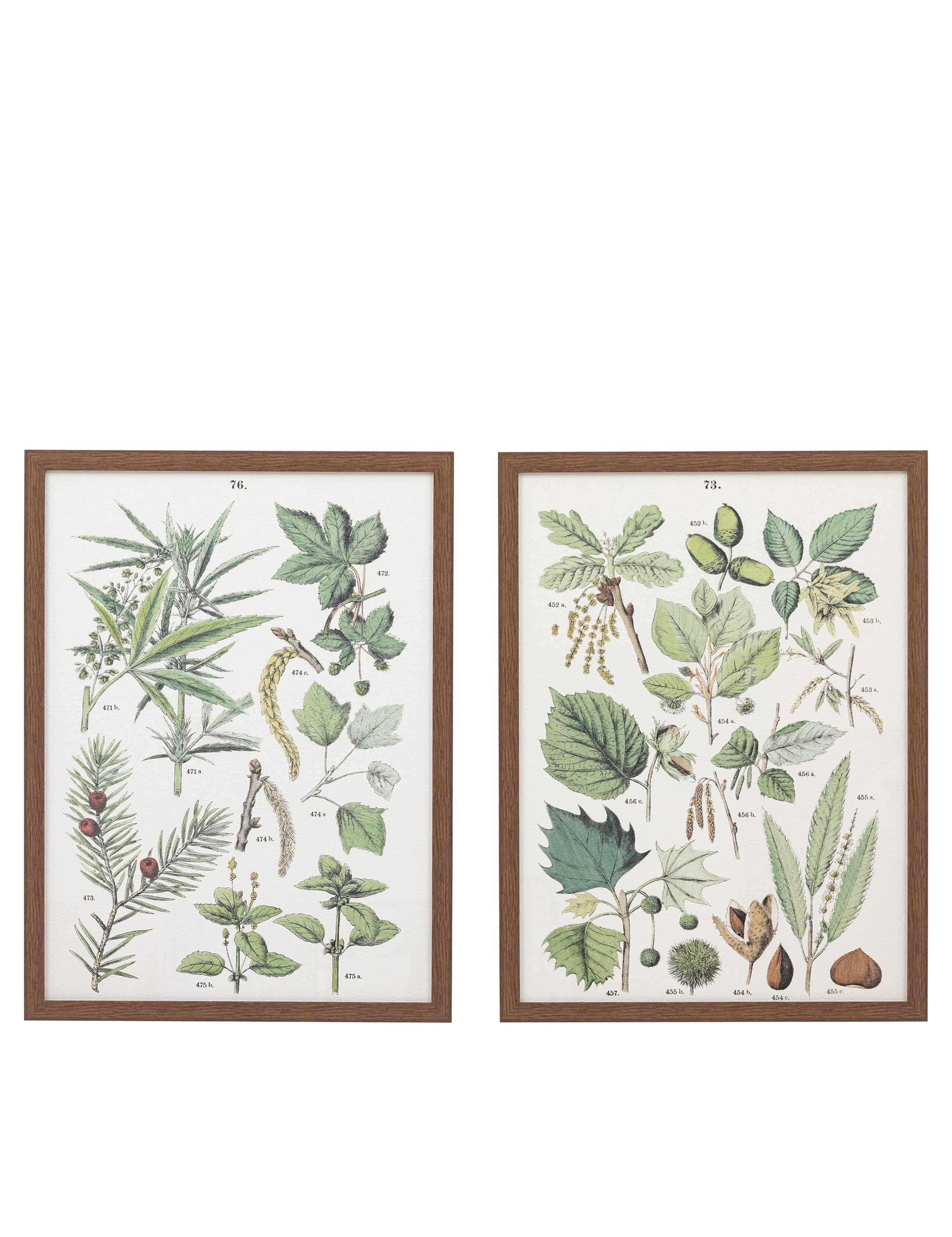 Set of 2 Foliage Study Framed Art 2 of 8