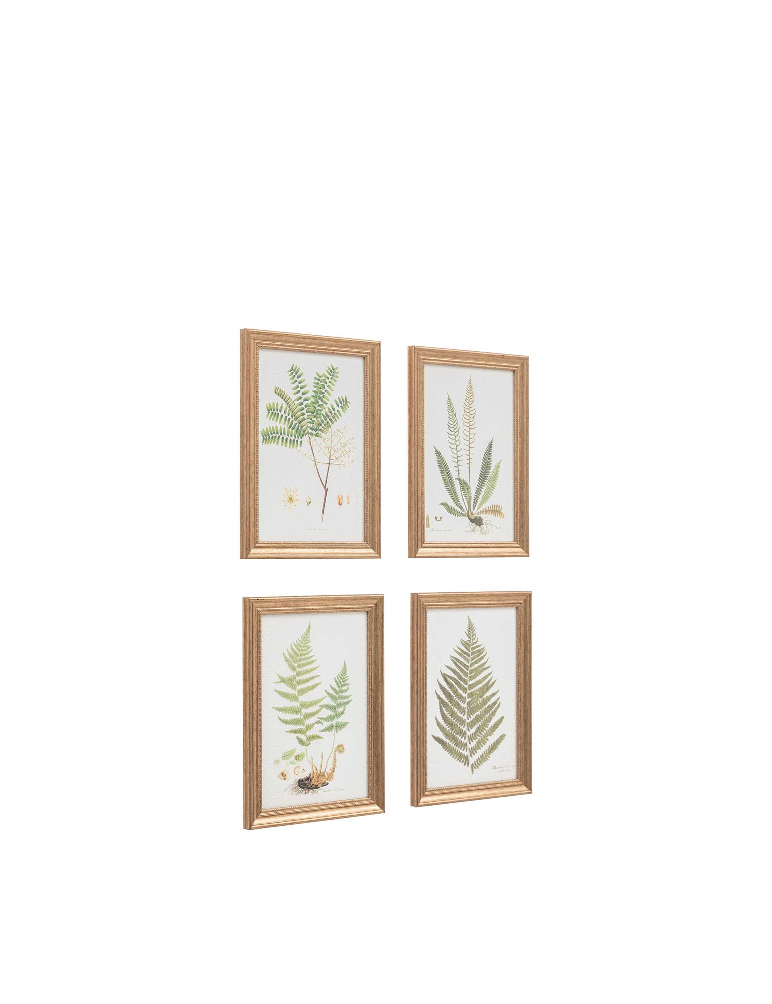 Set of 4 Assorted Ferns Framed Art 1 of 4