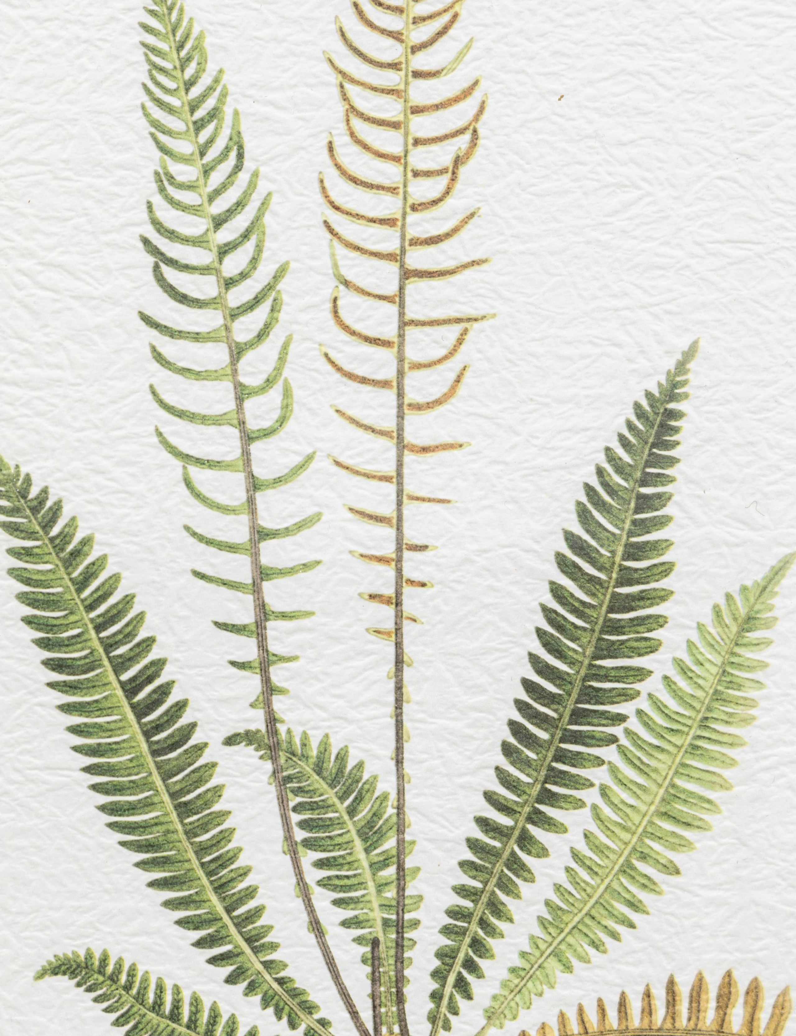 Set of 4 Assorted Ferns Framed Art 3 of 4