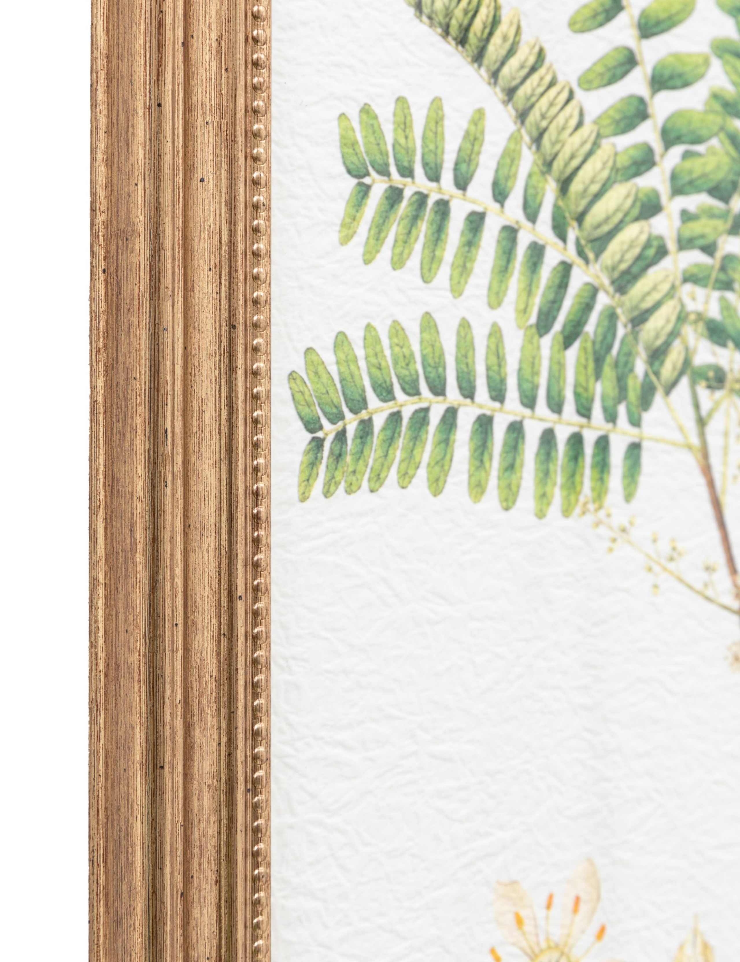 Set of 4 Assorted Ferns Framed Art 4 of 4