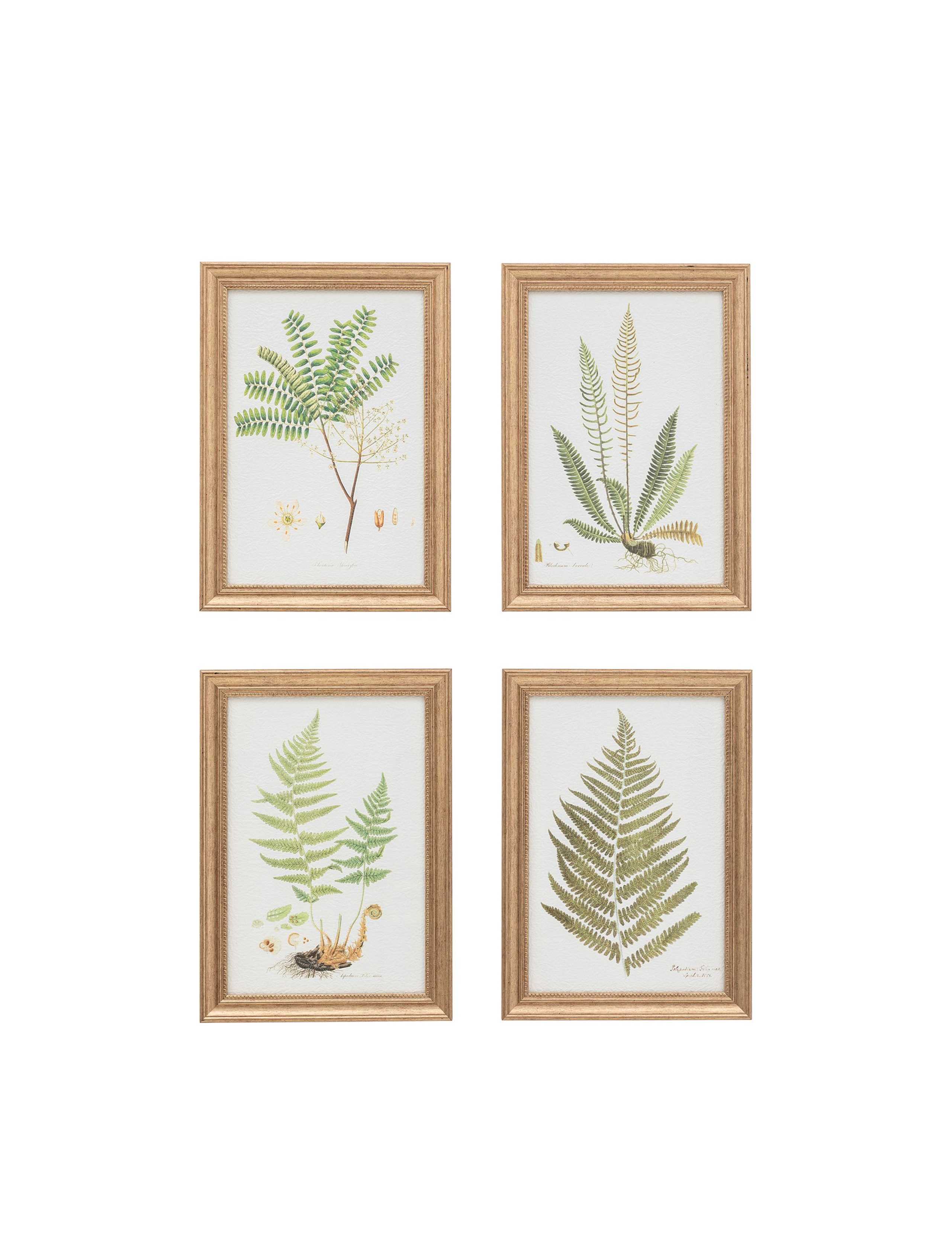 Set of 4 Assorted Ferns Framed Art 2 of 4