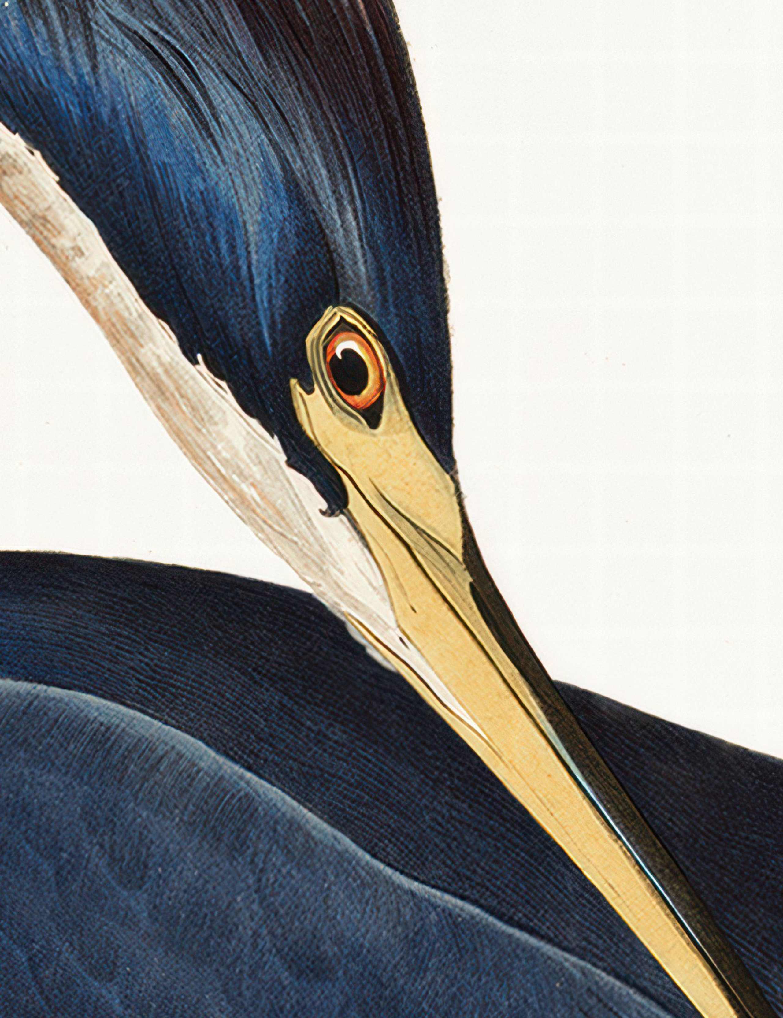 Louisiana Heron Rectangle Framed Art 3 of 4