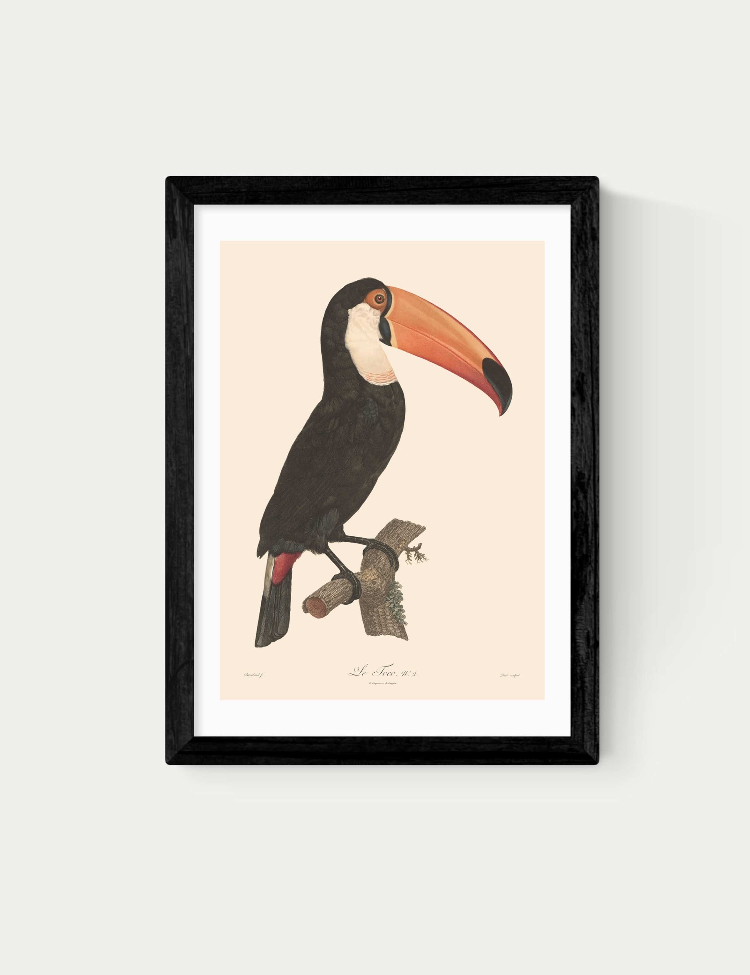 Toucan by Aster Framed Art 1 of 2