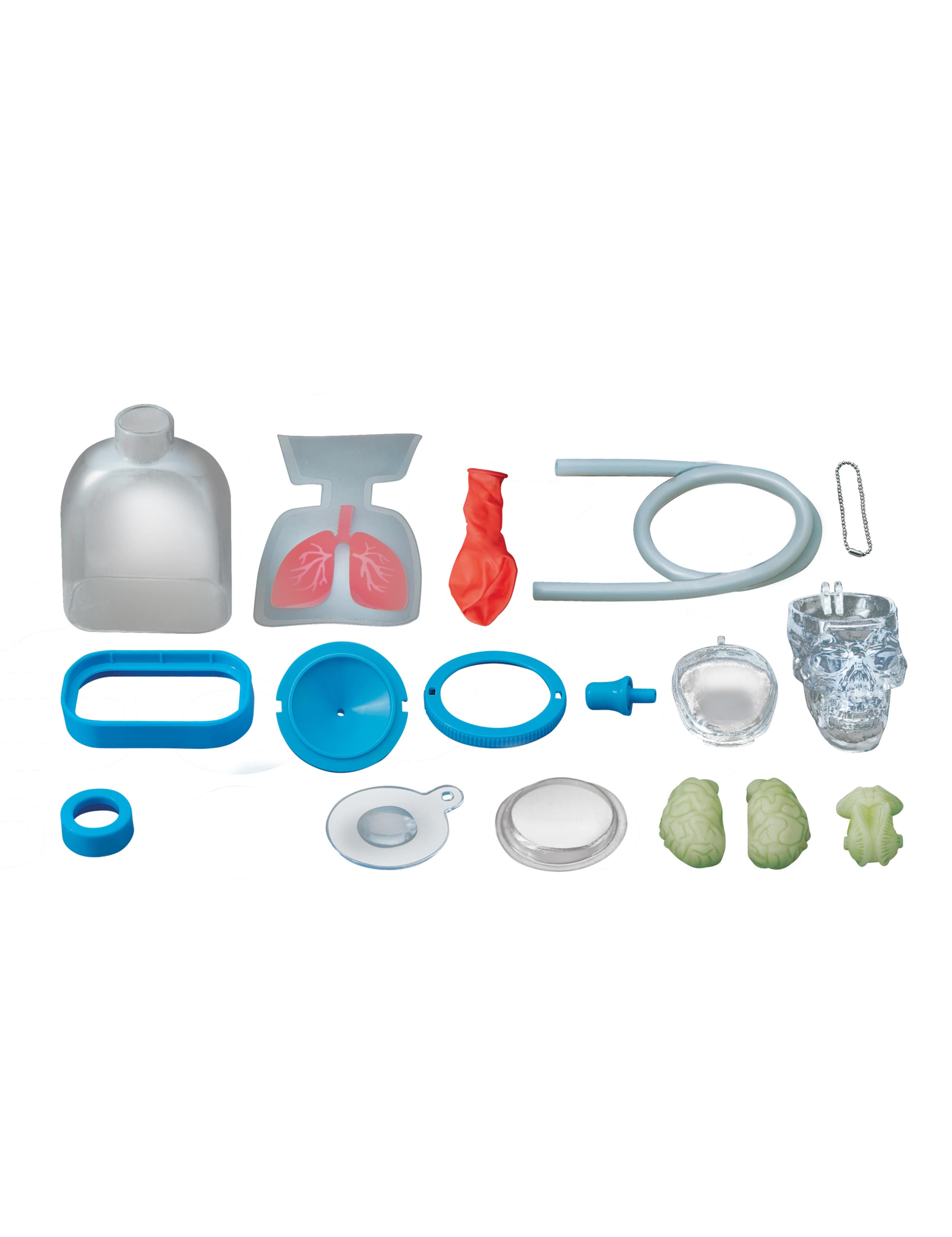 Human Organs Kit 2 of 3