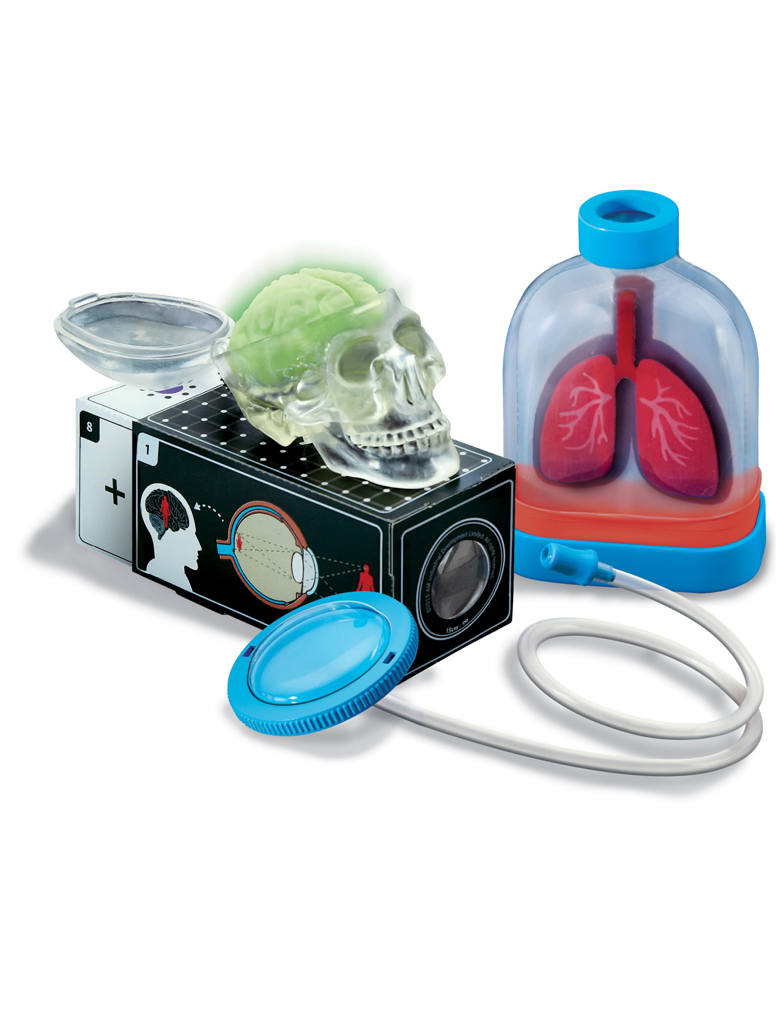 Human Organs Kit 3 of 3