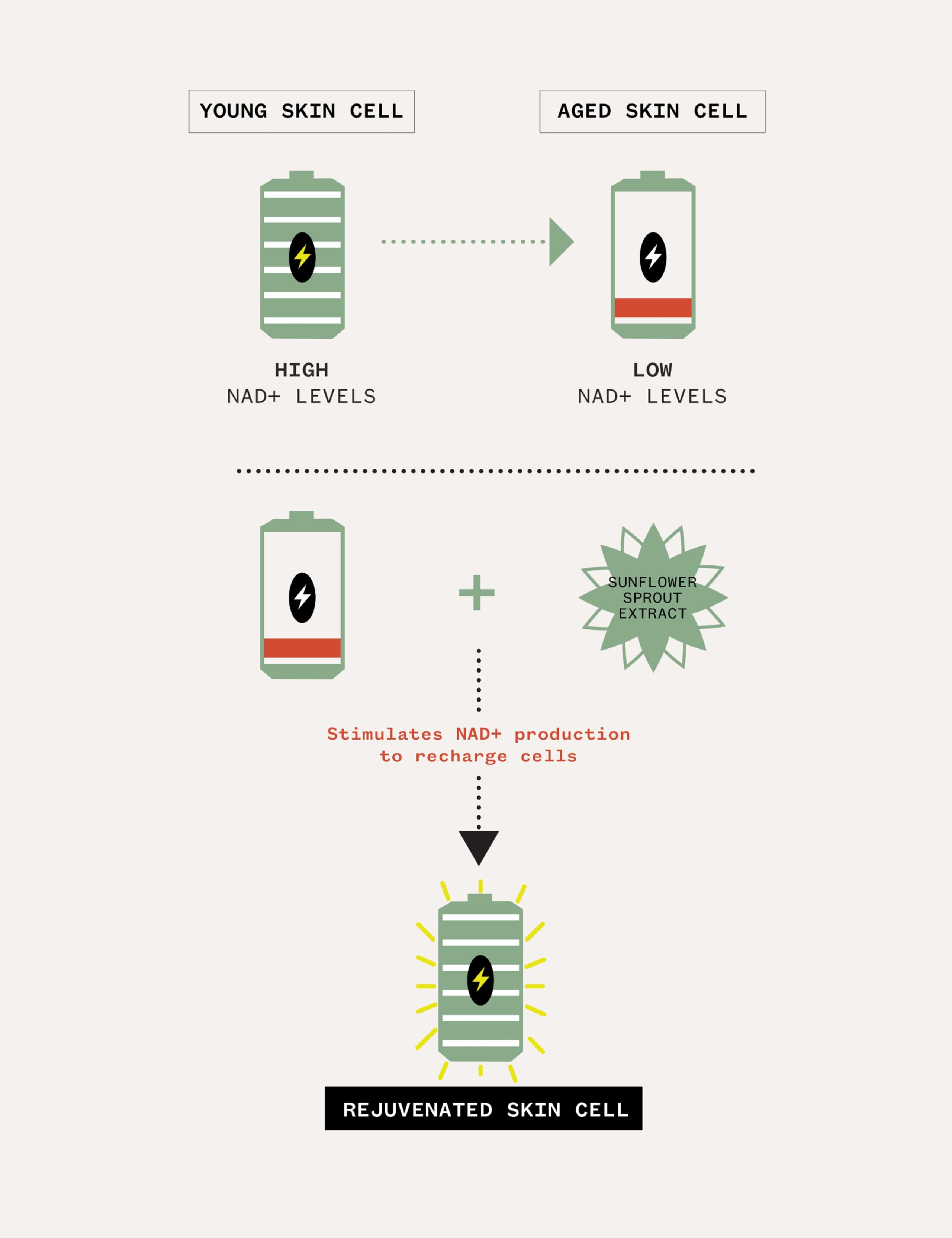 The Renewal Serum 30ml 8 of 8