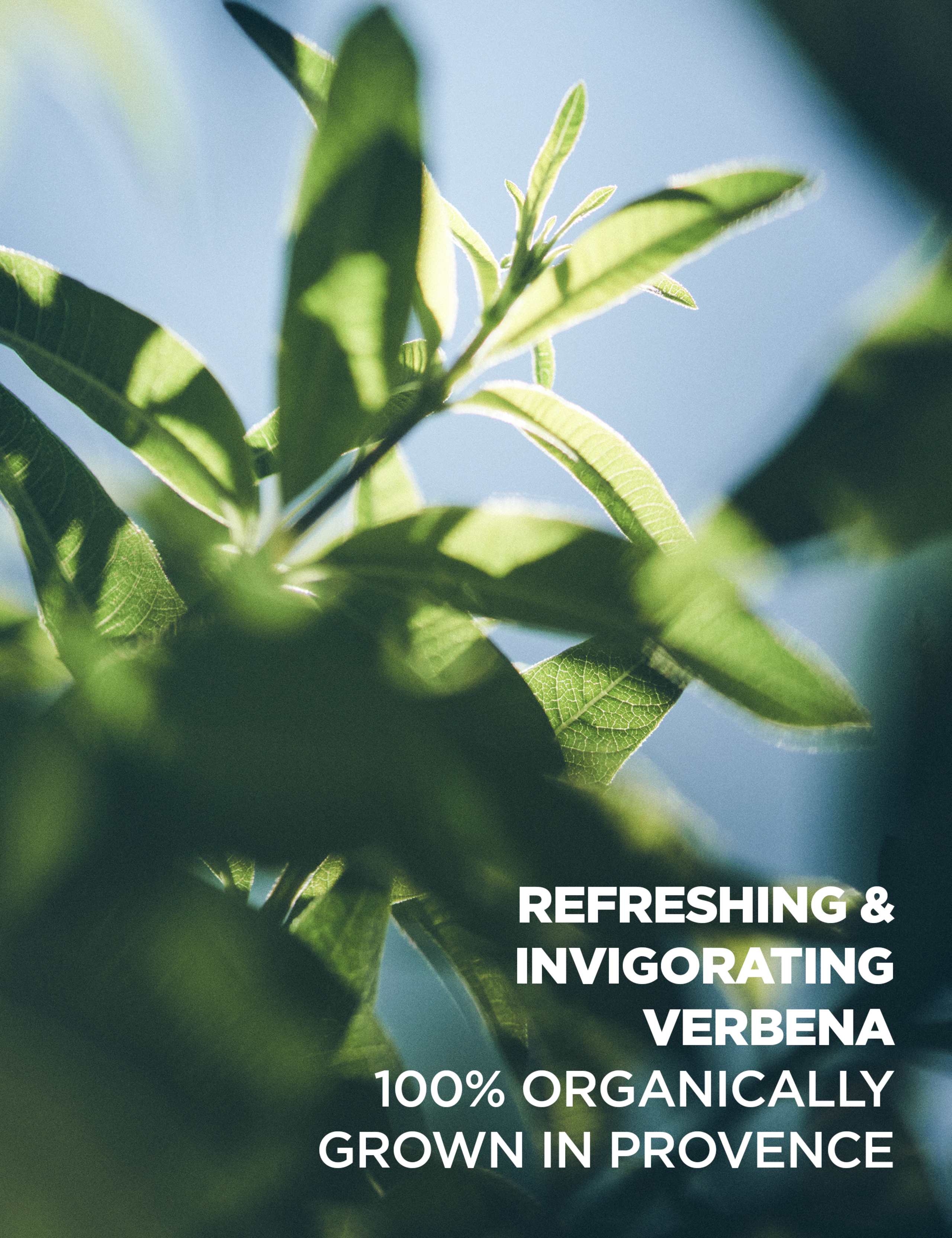 Verbena Eau de Toilette 100ml 4 of 4