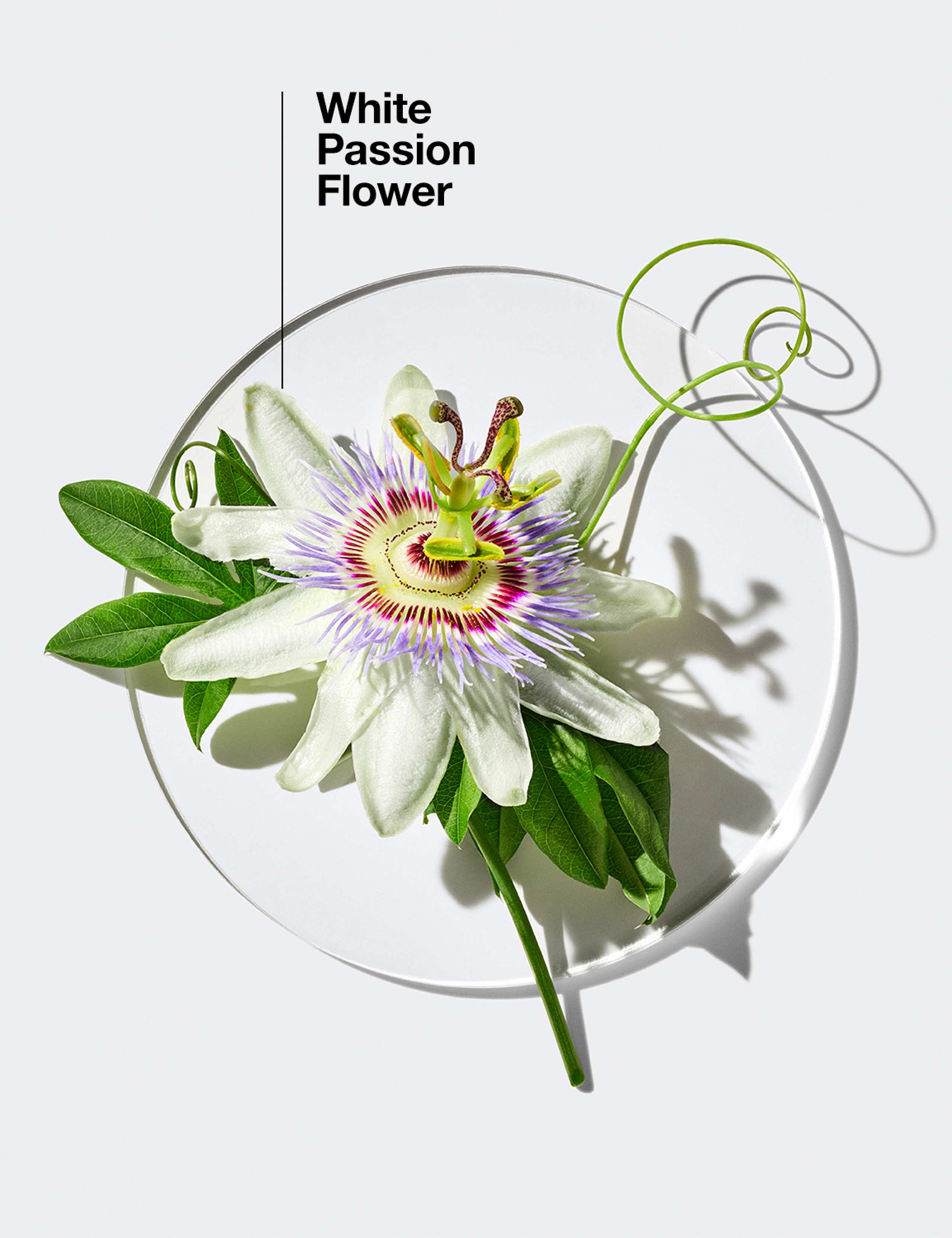 Happy in Paradise™ Limited Edition Eau de Parfum Spray 100ml 3 of 6