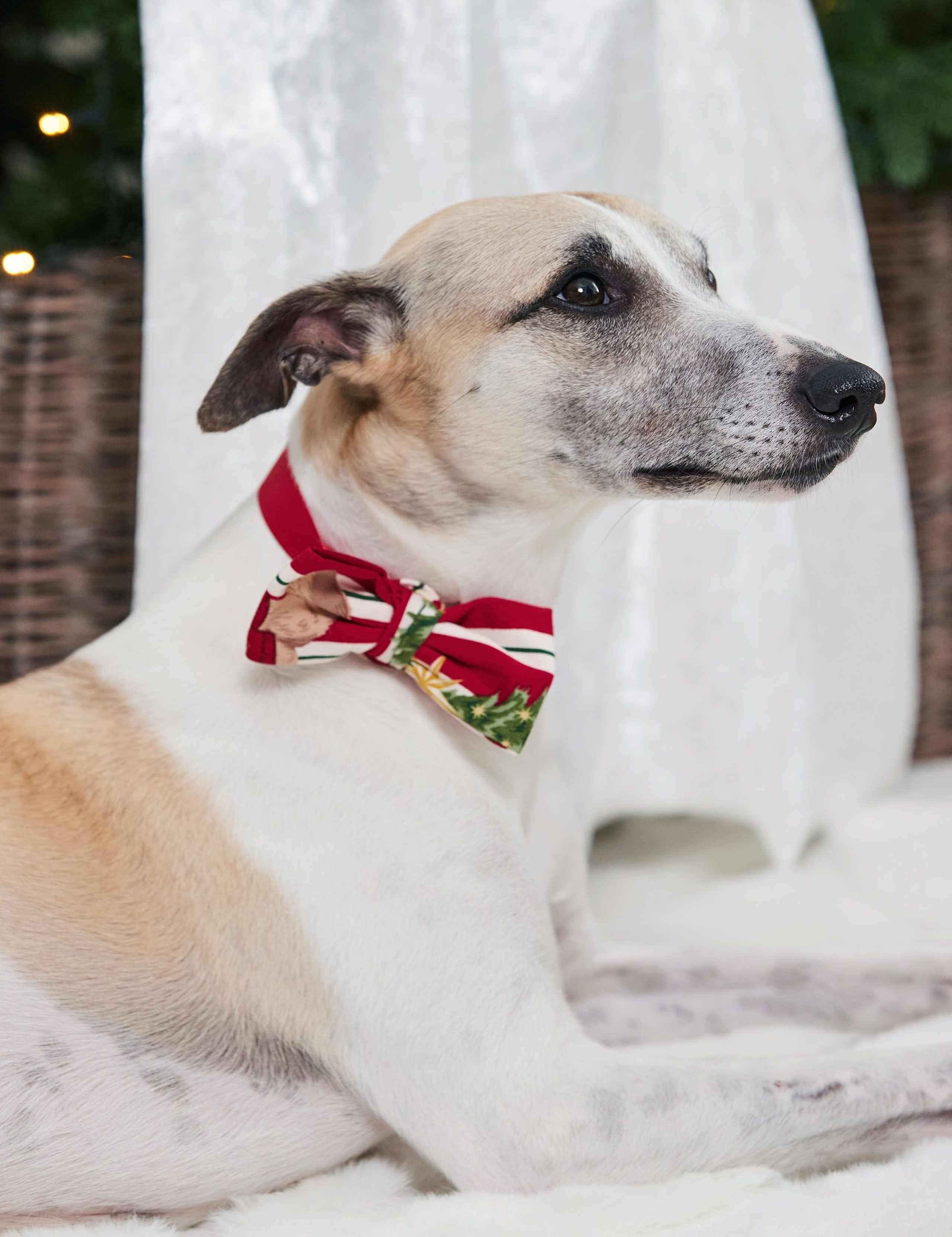 Patterned Pet Bow Tie 1 of 4