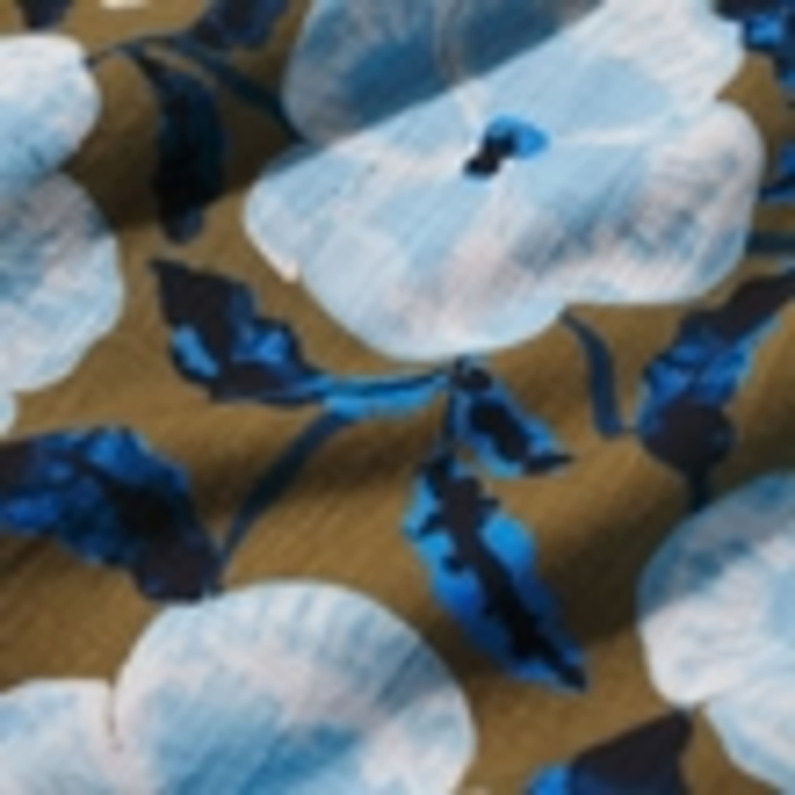 Pure Cotton Floral Midi Waisted Dress 6 of 6