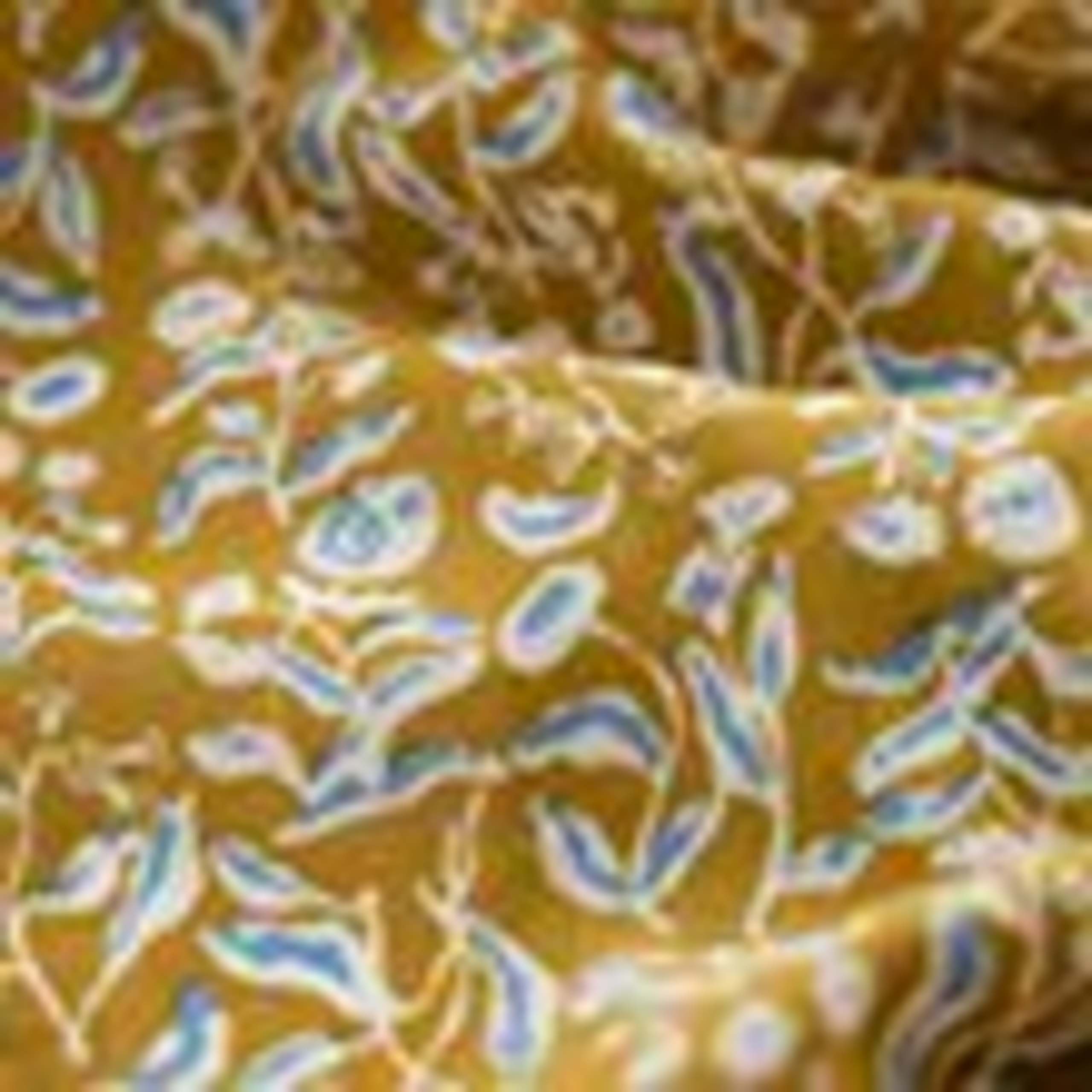 Cotton Blend Floral Scarf 3 of 4