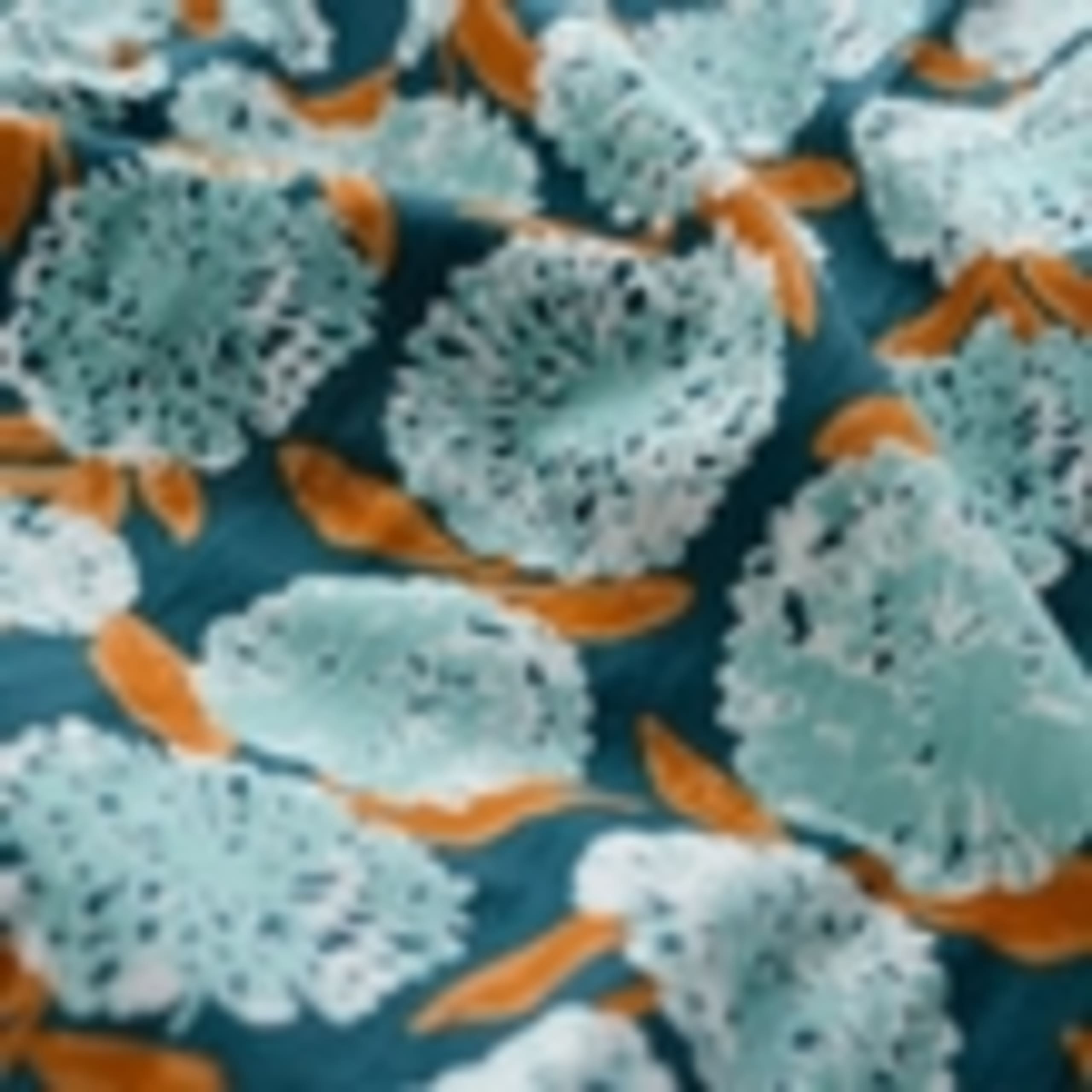 Pure Cotton Floral Midi Shirt Dress 6 of 6