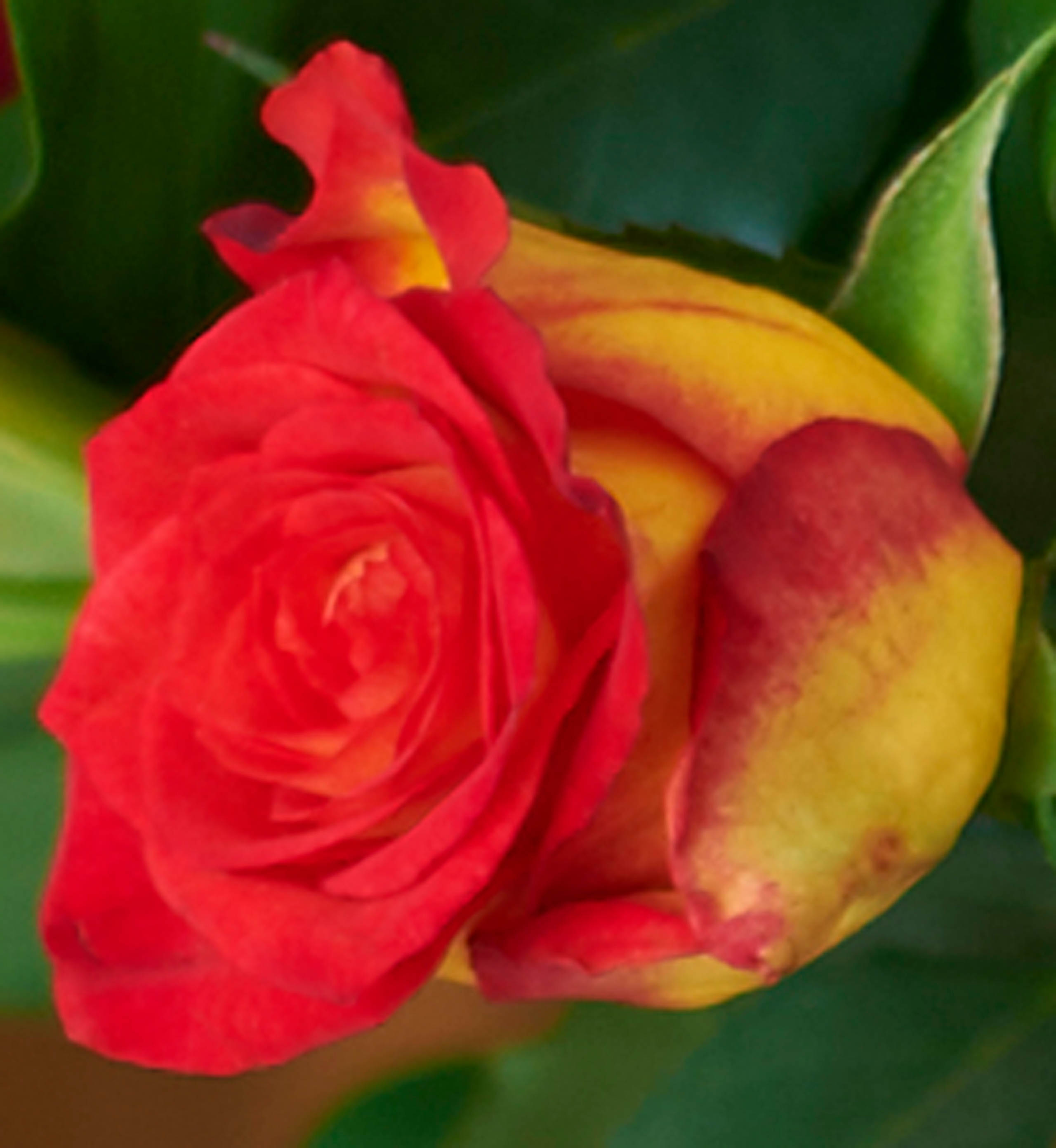 Fairtrade® Oriental Lily and Rose Bouquet 5 of 6