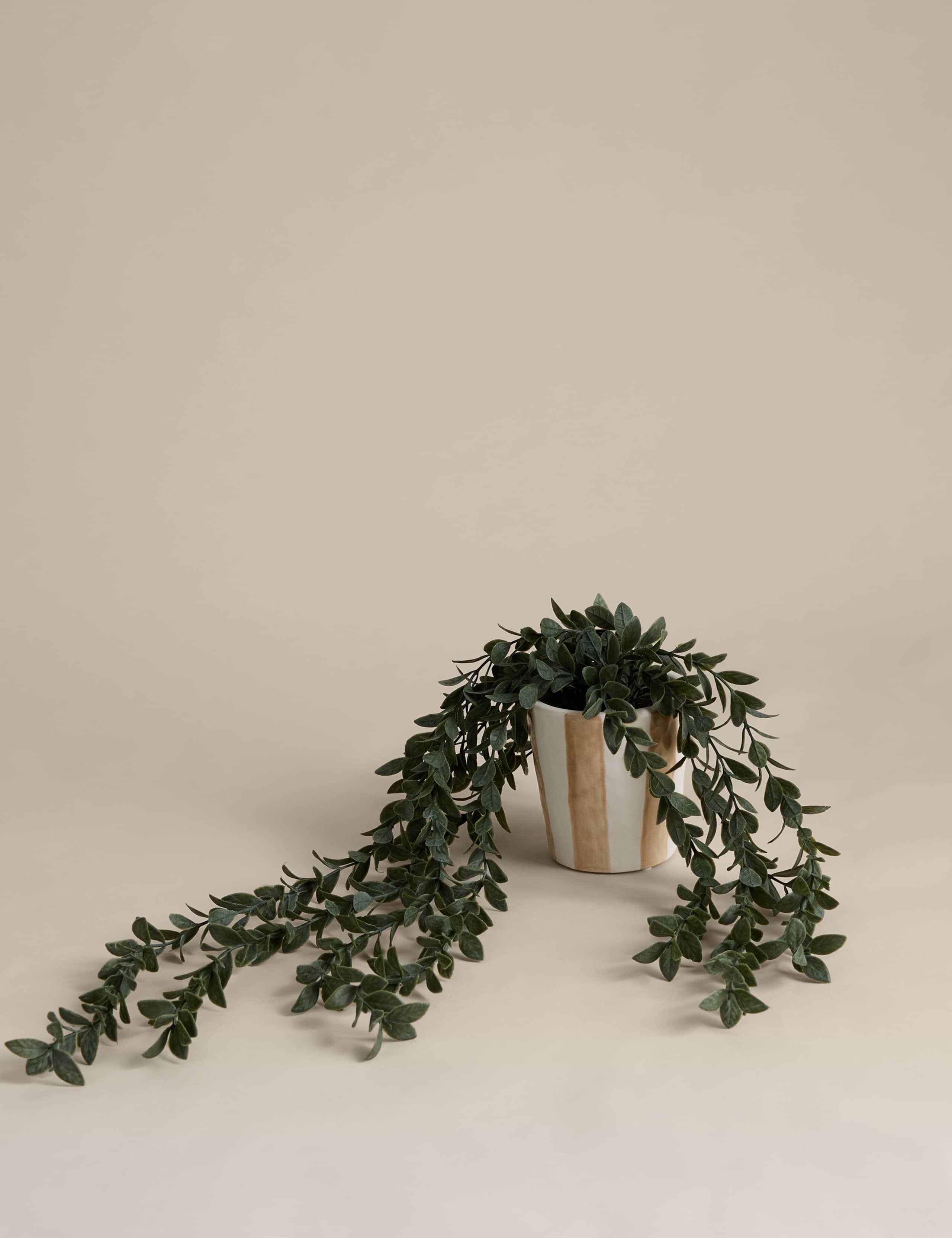 Artificial Trailing Boxwood in Stripe Ceramic Pot 1 of 3