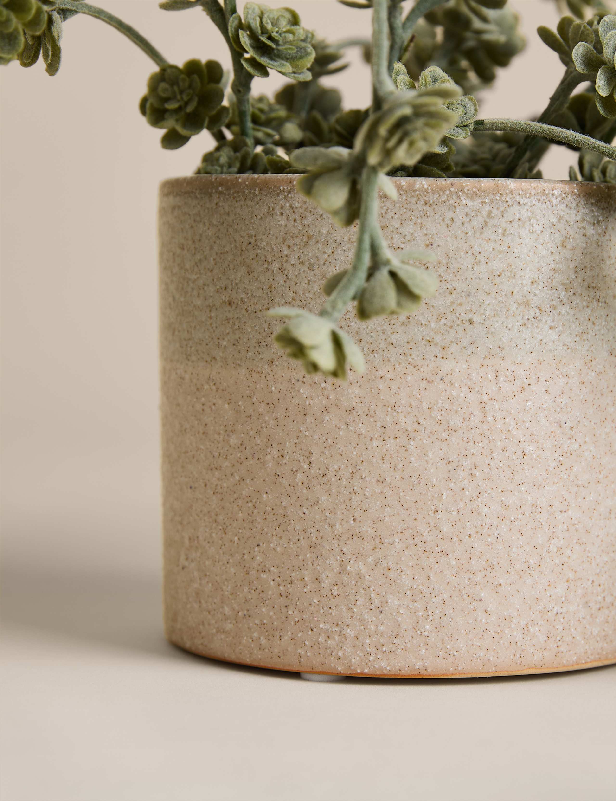 Trailing Succulent in Ceramic Pot 2 of 3