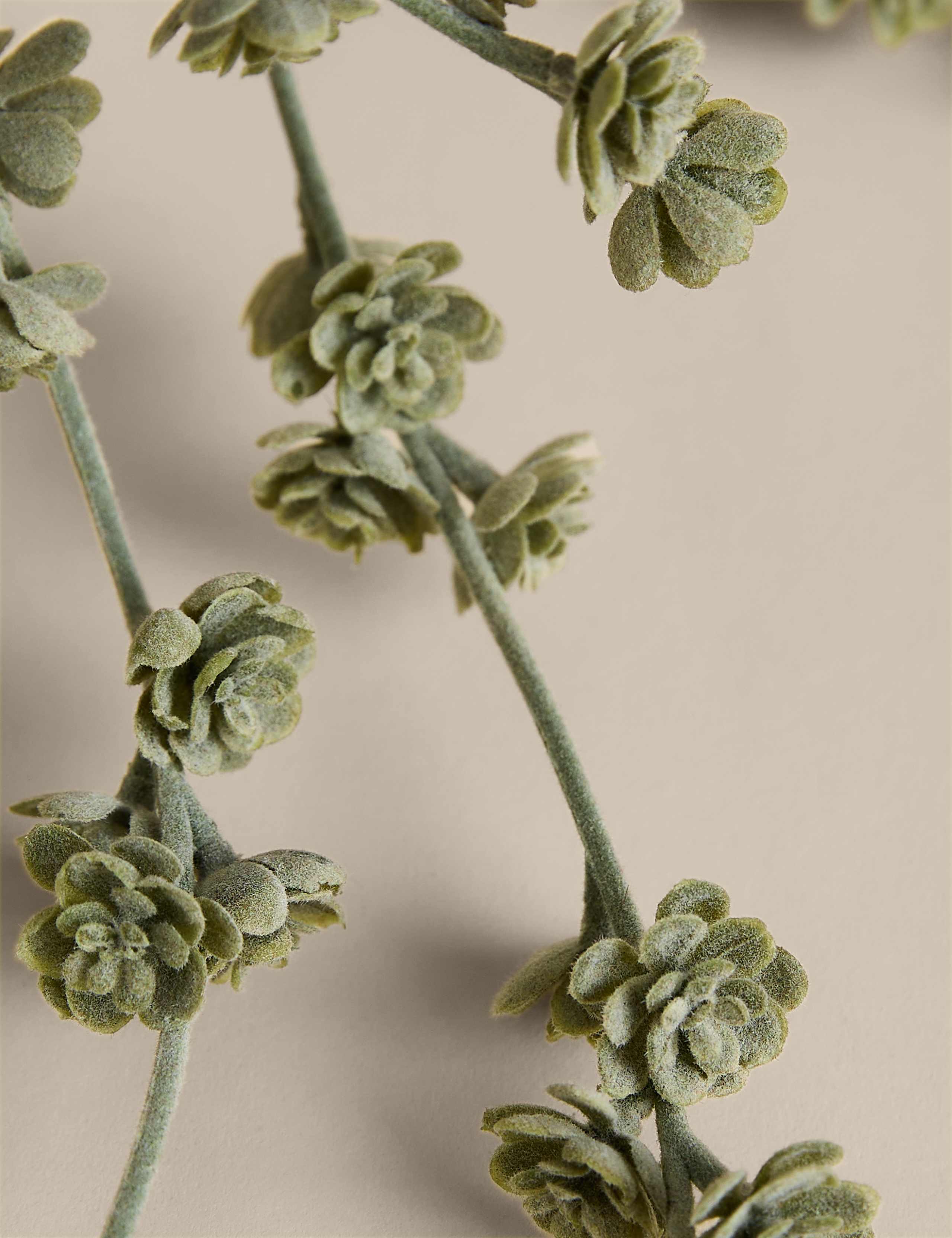 Trailing Succulent in Ceramic Pot 3 of 3