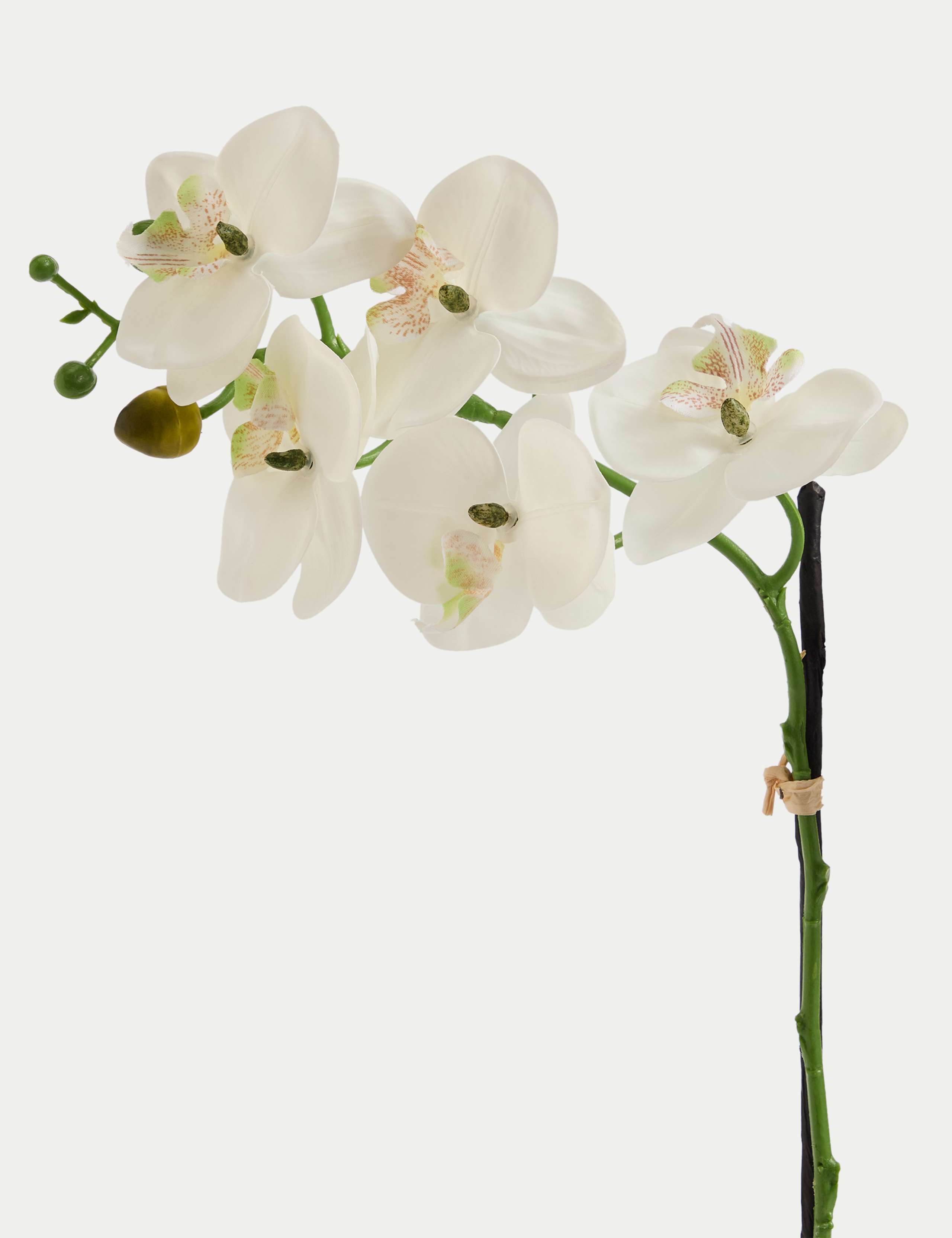 Artificial Real Touch Medium Orchid in Ceramic Pot 4 of 4