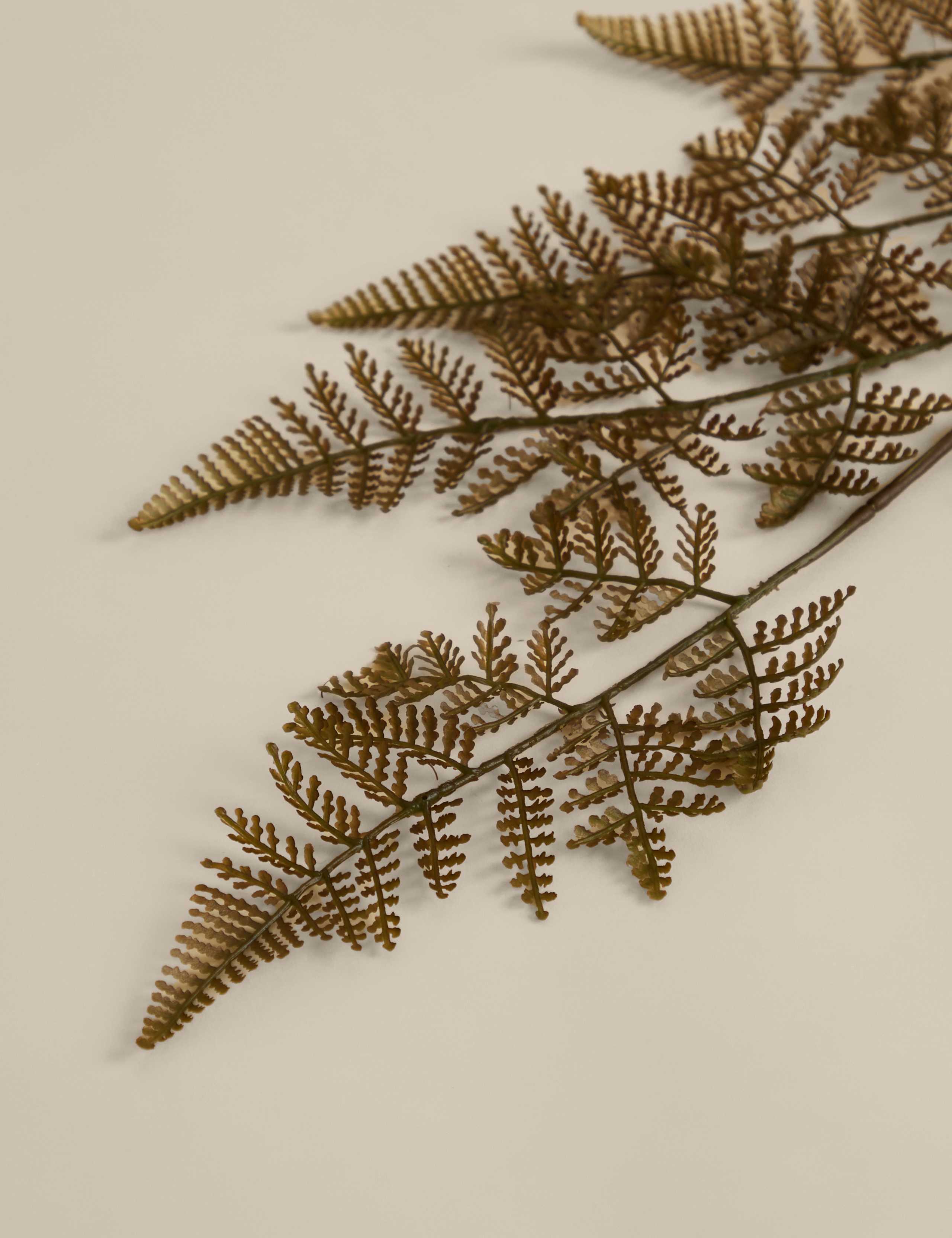 Set of 3 Fern Single Stems 3 of 3