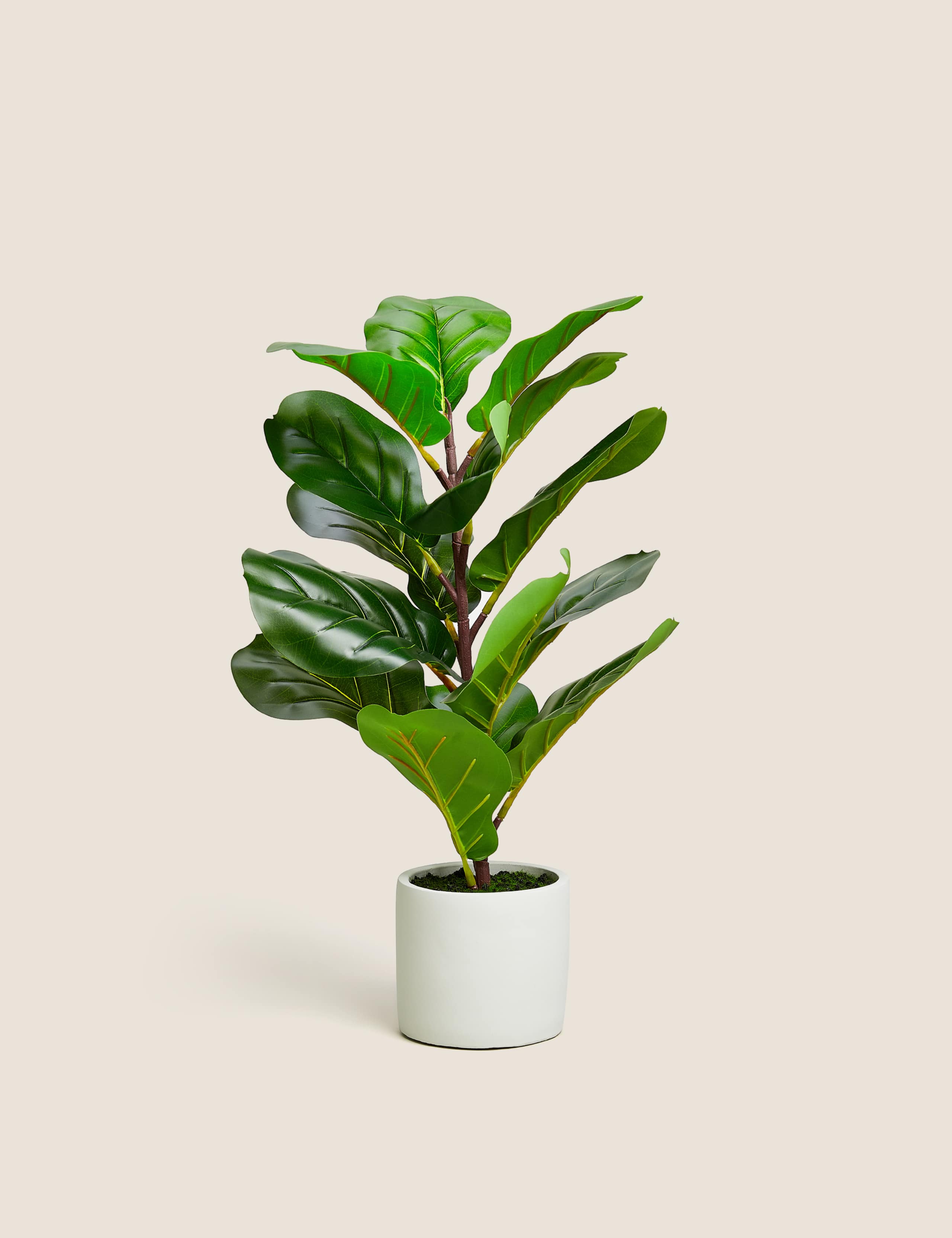 Artificial Small Fig Leaf Tree in Pot 1 of 4
