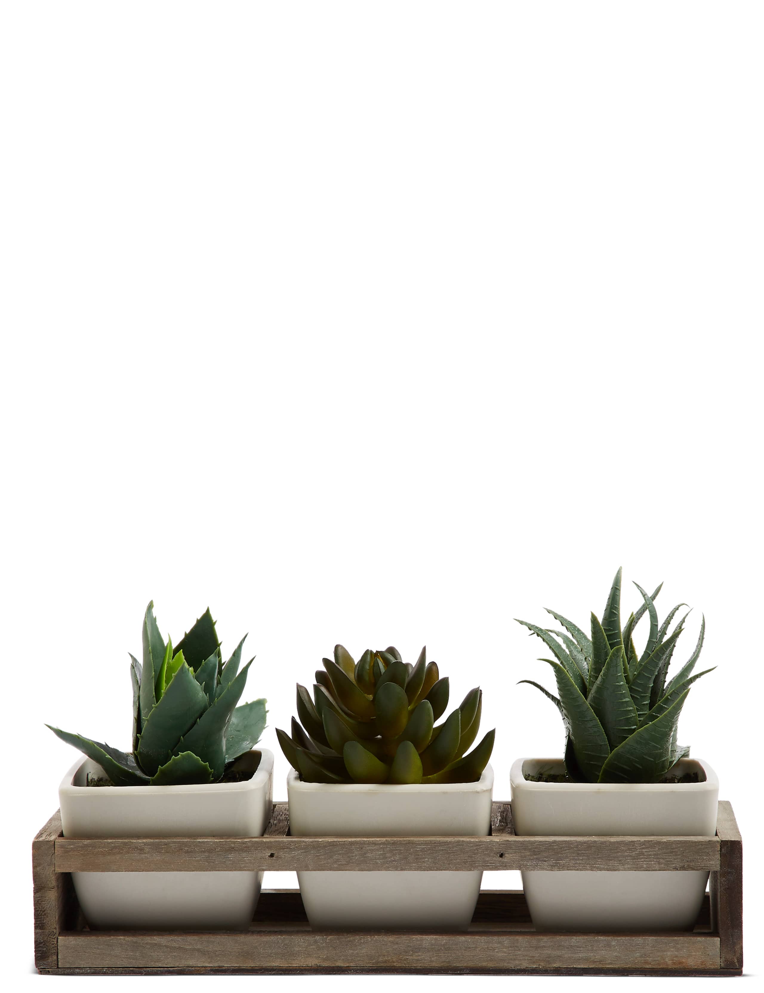 Succulent Trio in Wooden Tray 1 of 4